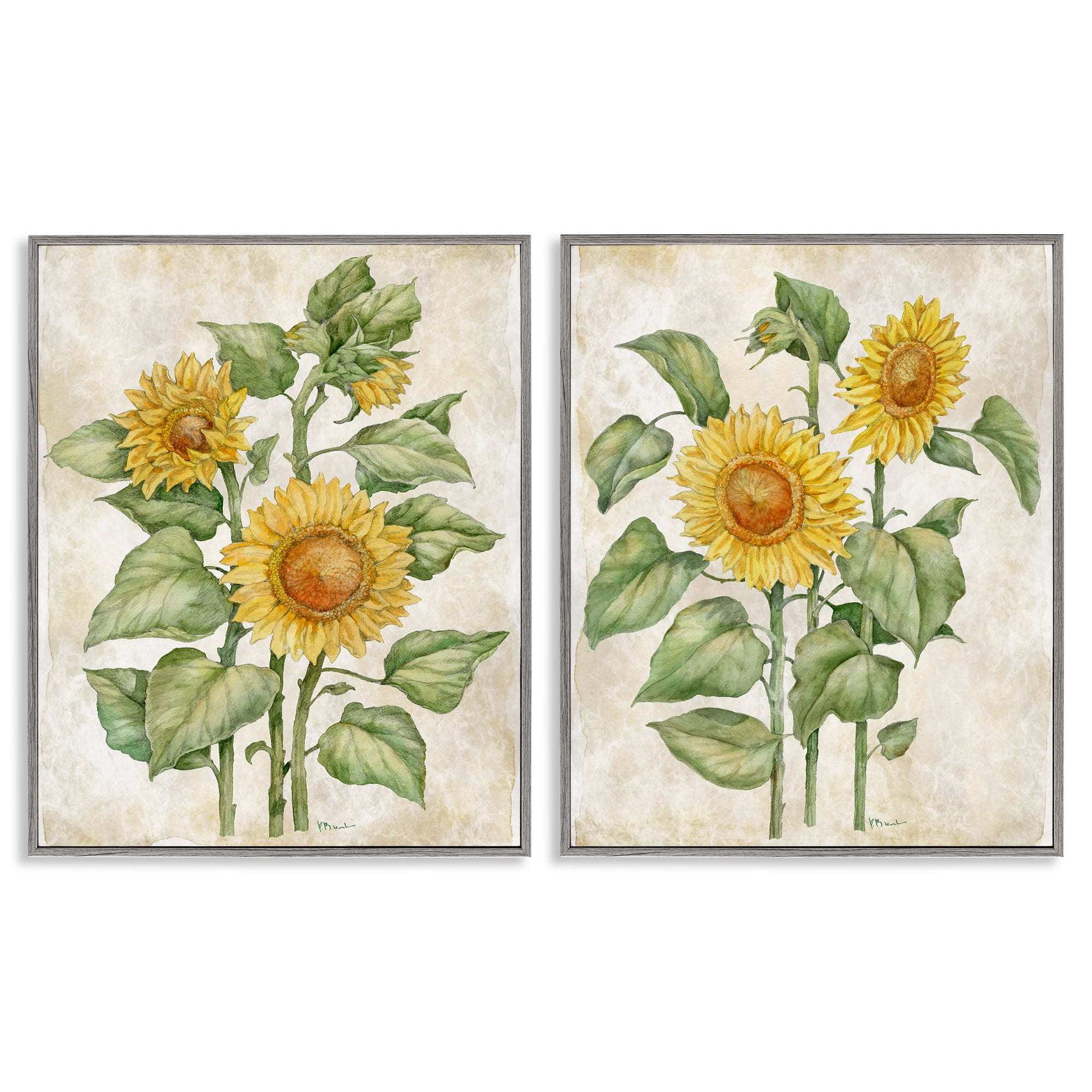 Stupell Industries Floral Journal Sunflower Studies 2 Piece Gray Framed Giclee Art Set, design by Paul Brent