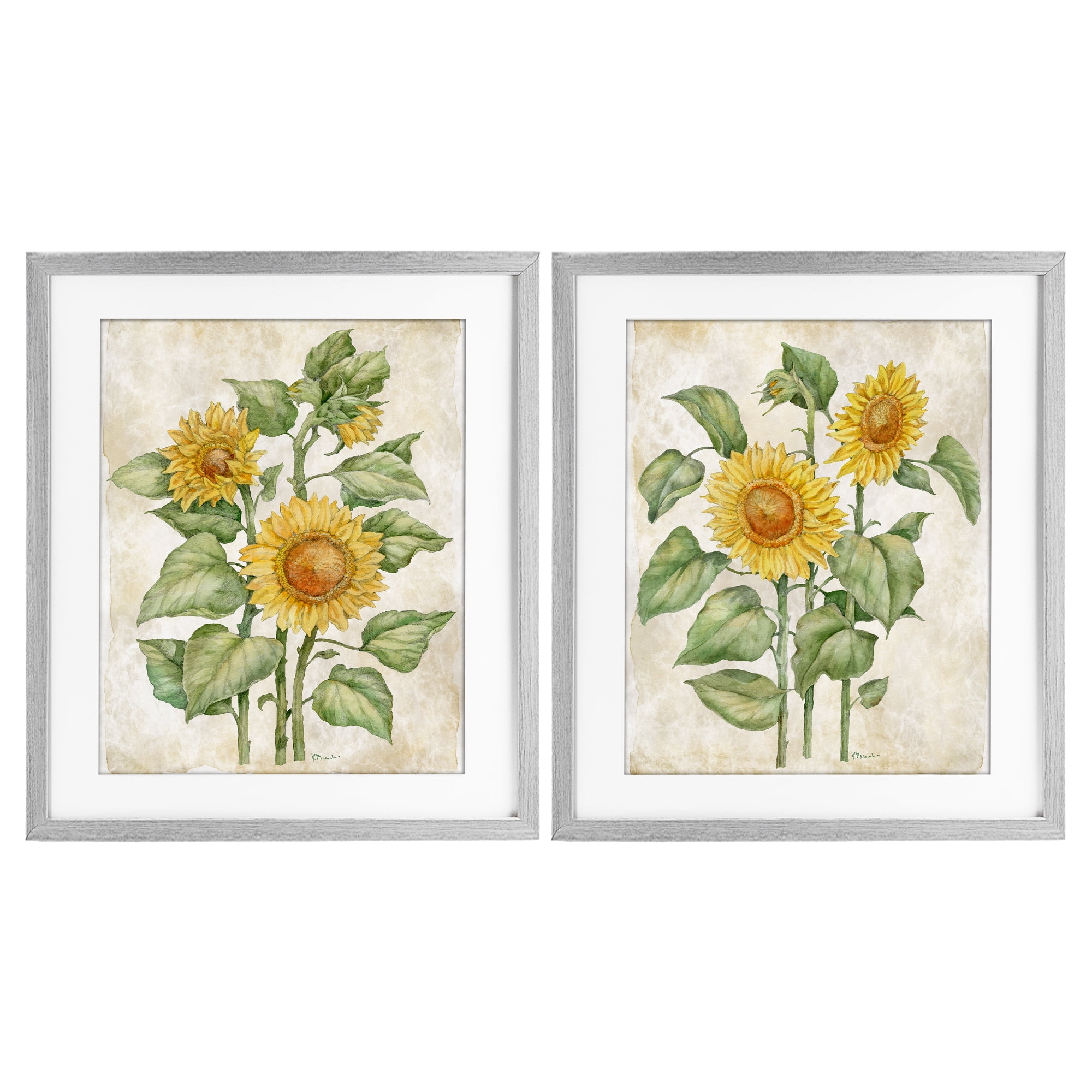 Stupell Industries Floral Journal Sunflower Studies 2 Piece Gray Framed Print Under Glass Set, design by Paul Brent