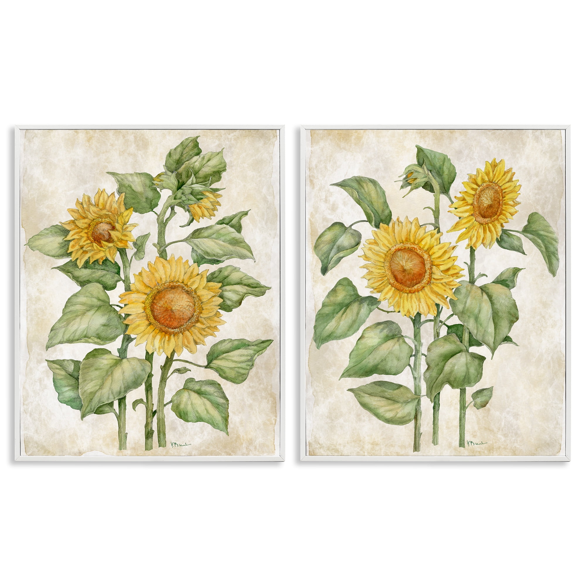 Stupell Industries Floral Journal Sunflower Studies 2 Piece White Framed Giclee Art Set, design by Paul Brent