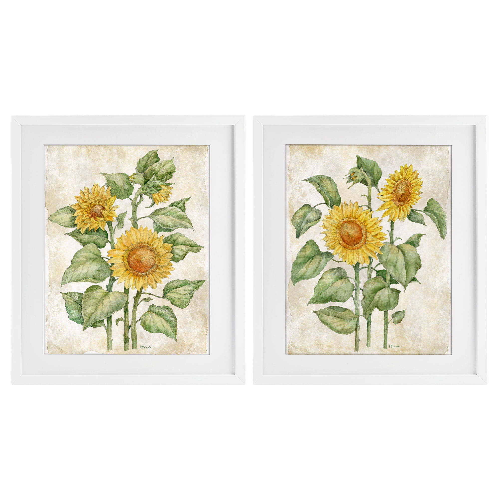 Stupell Industries Floral Journal Sunflower Studies 2 Piece White Framed Print Under Glass Set, design by Paul Brent