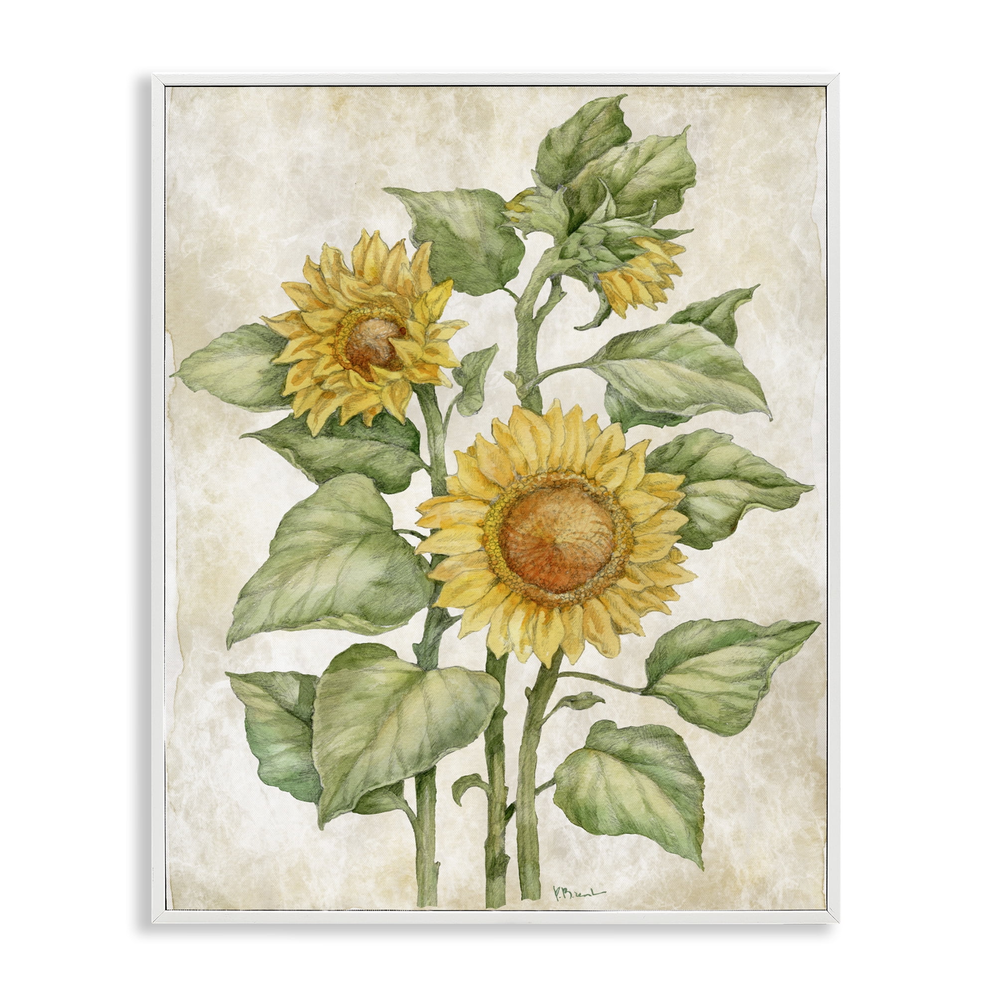Stupell Industries Floral Journal Sunflower White Framed Giclee Art, design by Paul Brent