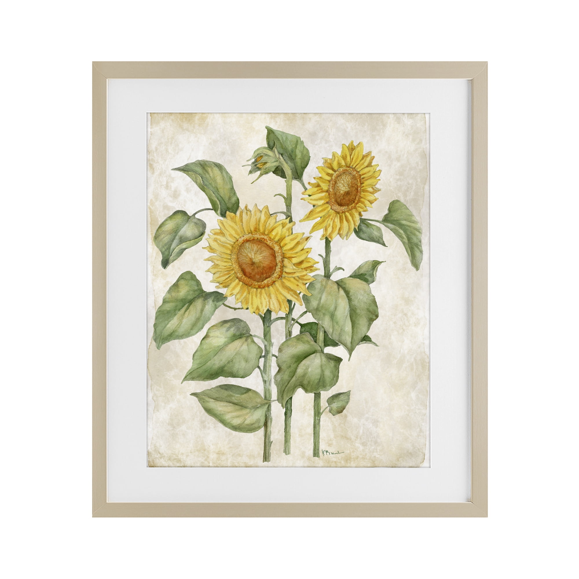 Stupell Industries Floral Journal Vintage Sunflower Birch Framed Print Under Glass, design by Paul Brent