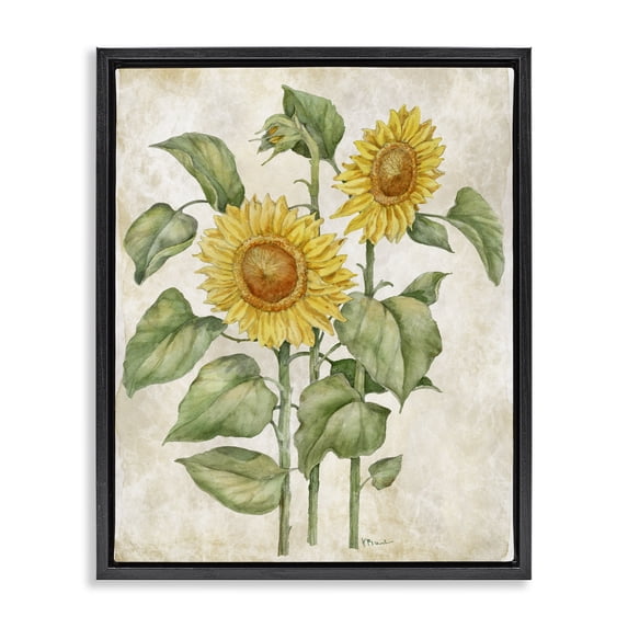 Stupell Industries Cottage Floral Journal Vintage Sunflower Black Floating Frame Canvas Art, 17 x 21, by Paul Brent
