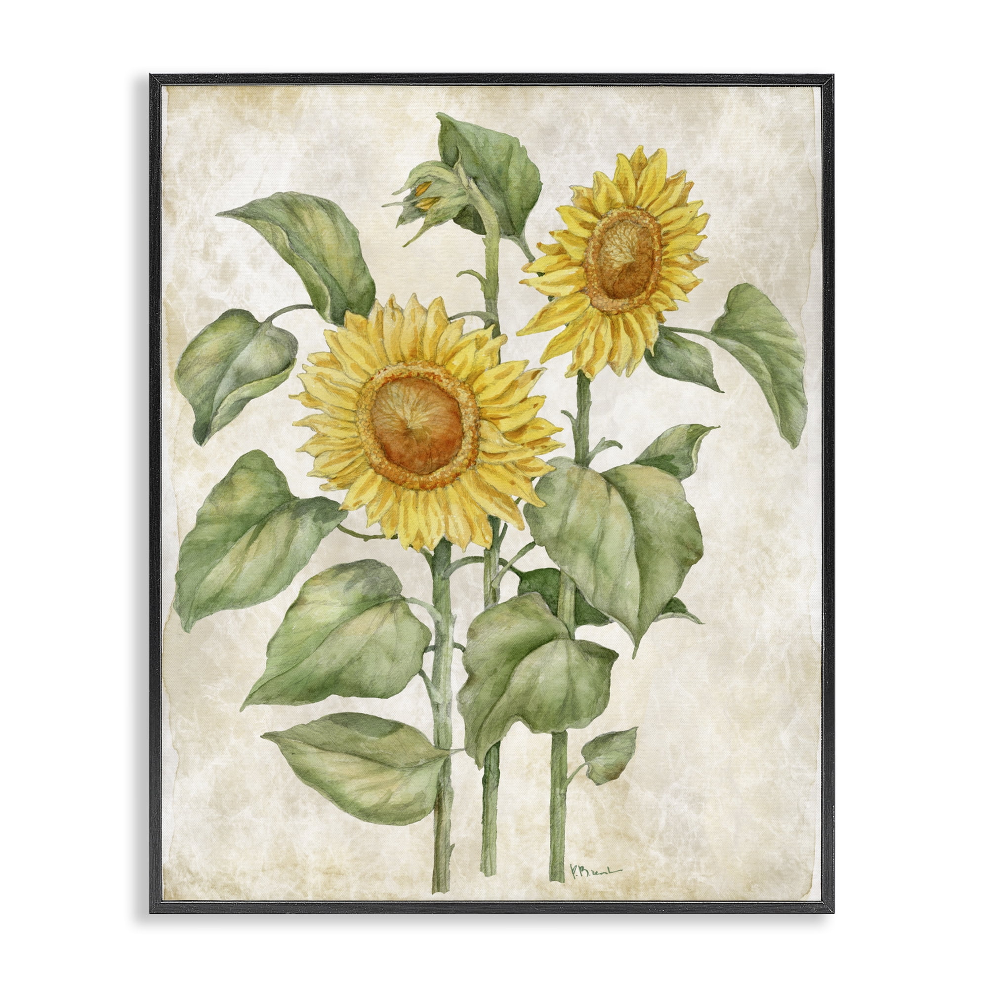 Stupell Industries Floral Journal Vintage Sunflower Black Framed Giclee Art, design by Paul Brent