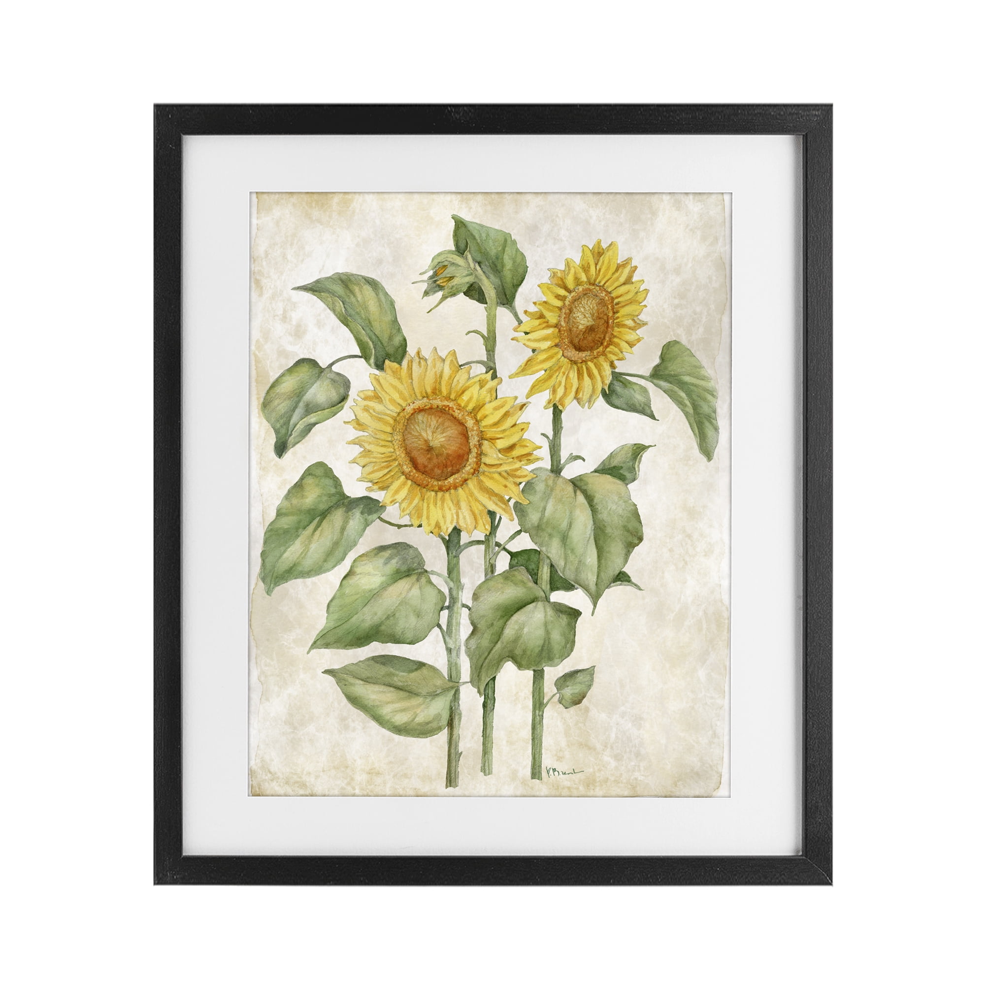 Stupell Industries Floral Journal Vintage Sunflower Black Framed Print Under Glass, design by Paul Brent