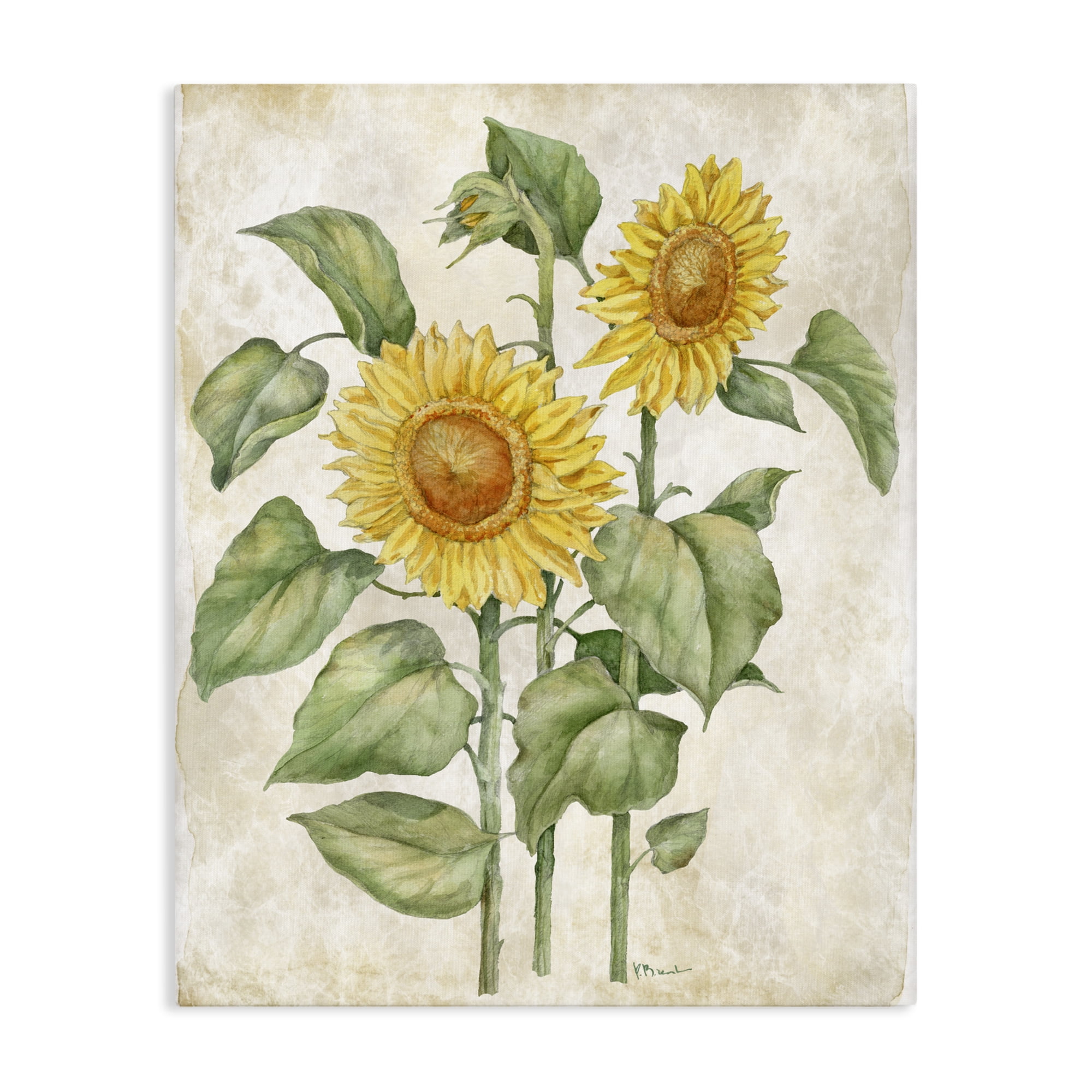 Stupell Industries Floral Journal Vintage Sunflower Canvas Wall Art, design by Paul Brent