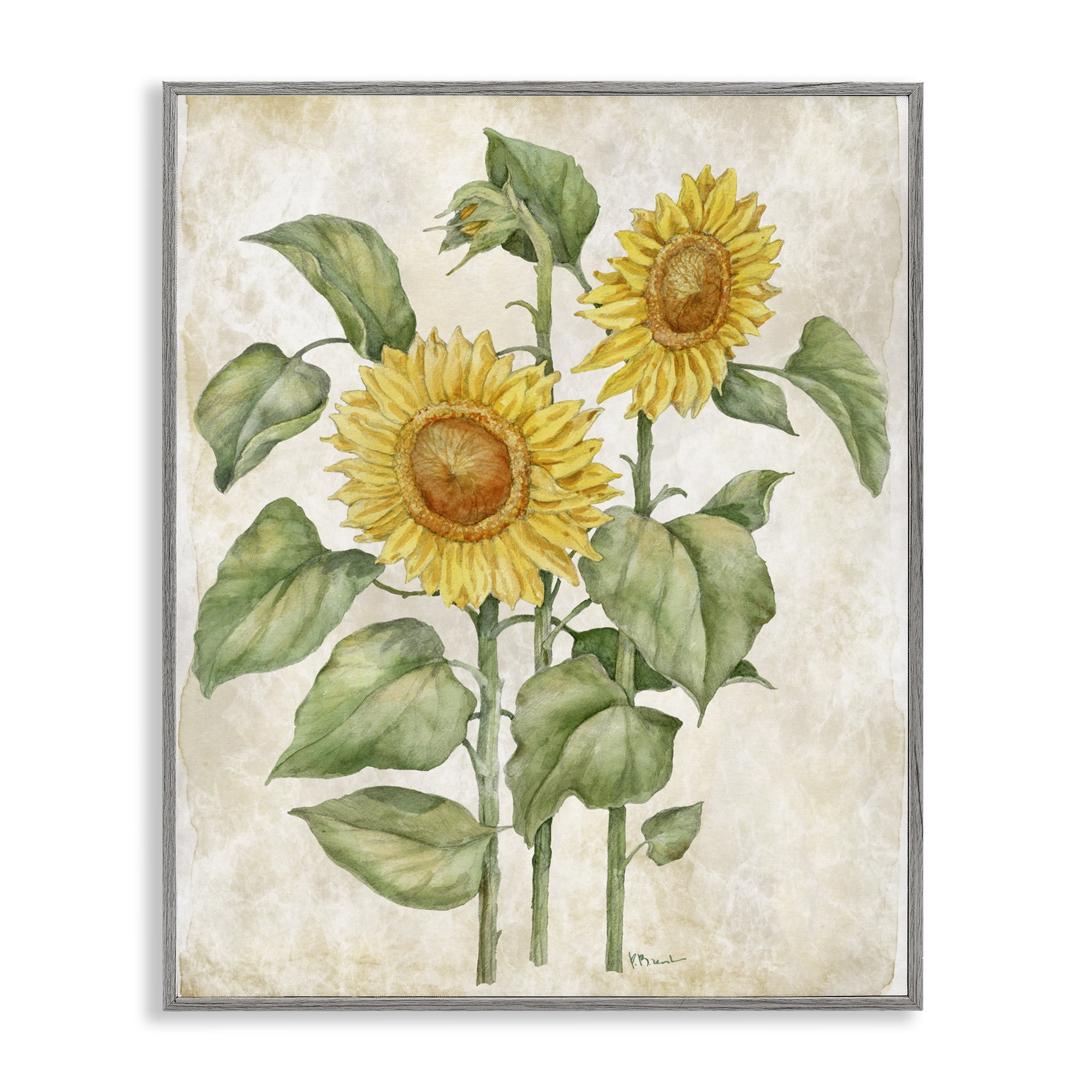Stupell Industries Floral Journal Vintage Sunflower Gray Framed Giclee Art, design by Paul Brent