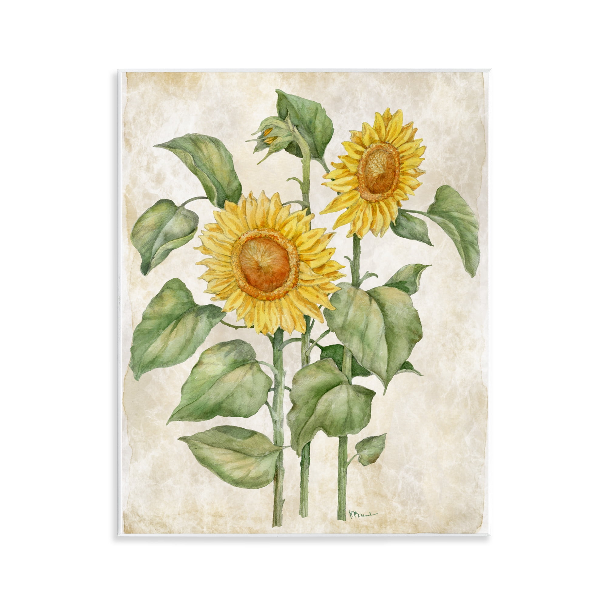 Stupell Industries Floral Journal Vintage Sunflower Wall Plaque Art, design by Paul Brent