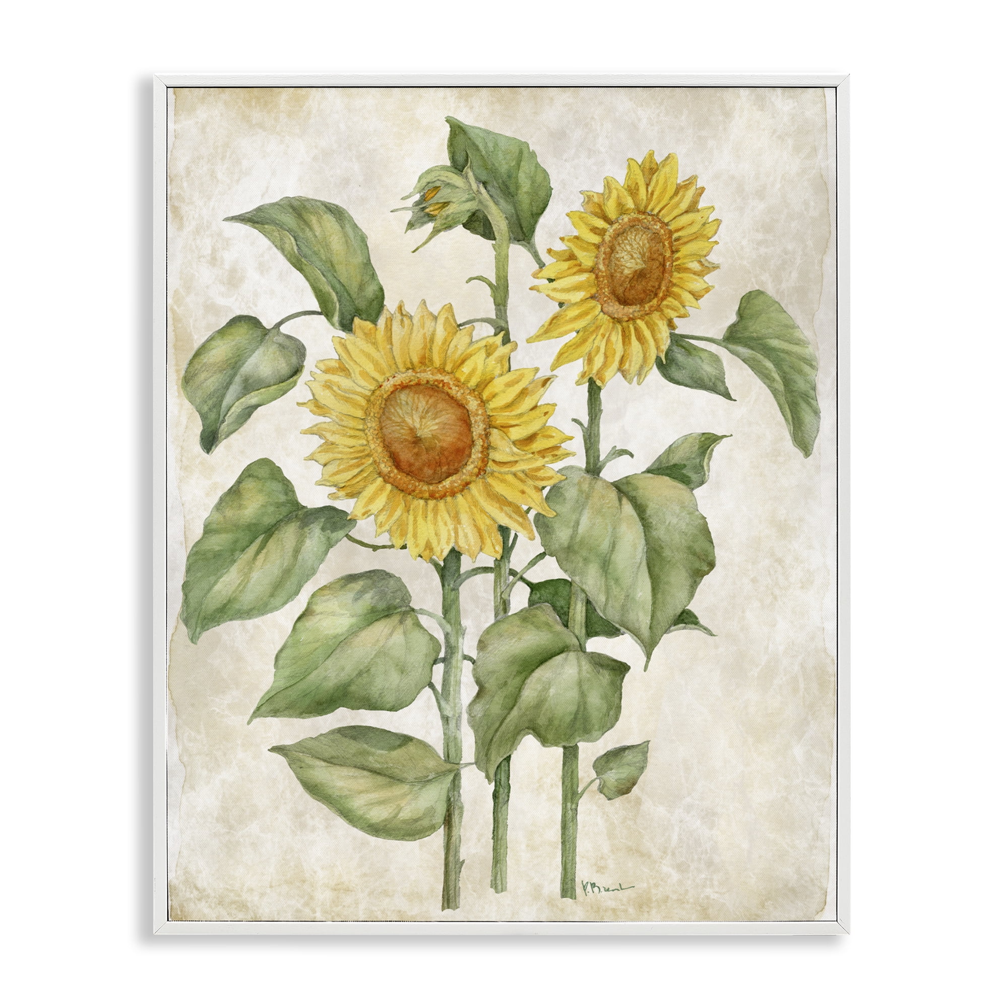 Stupell Industries Floral Journal Vintage Sunflower White Framed Giclee Art, design by Paul Brent