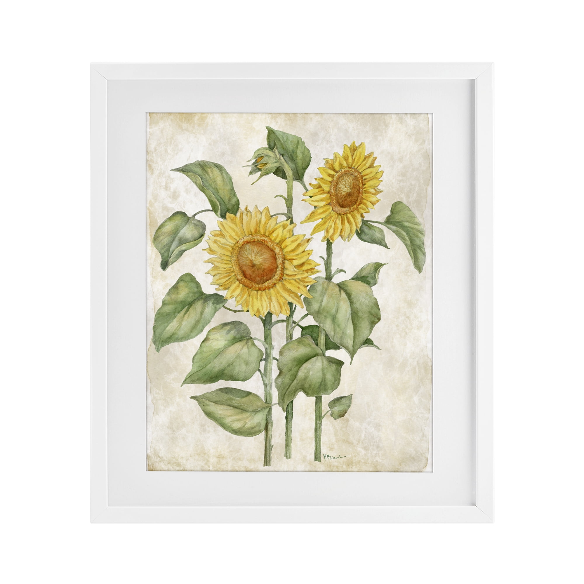 Stupell Industries Floral Journal Vintage Sunflower White Framed Print Under Glass, design by Paul Brent