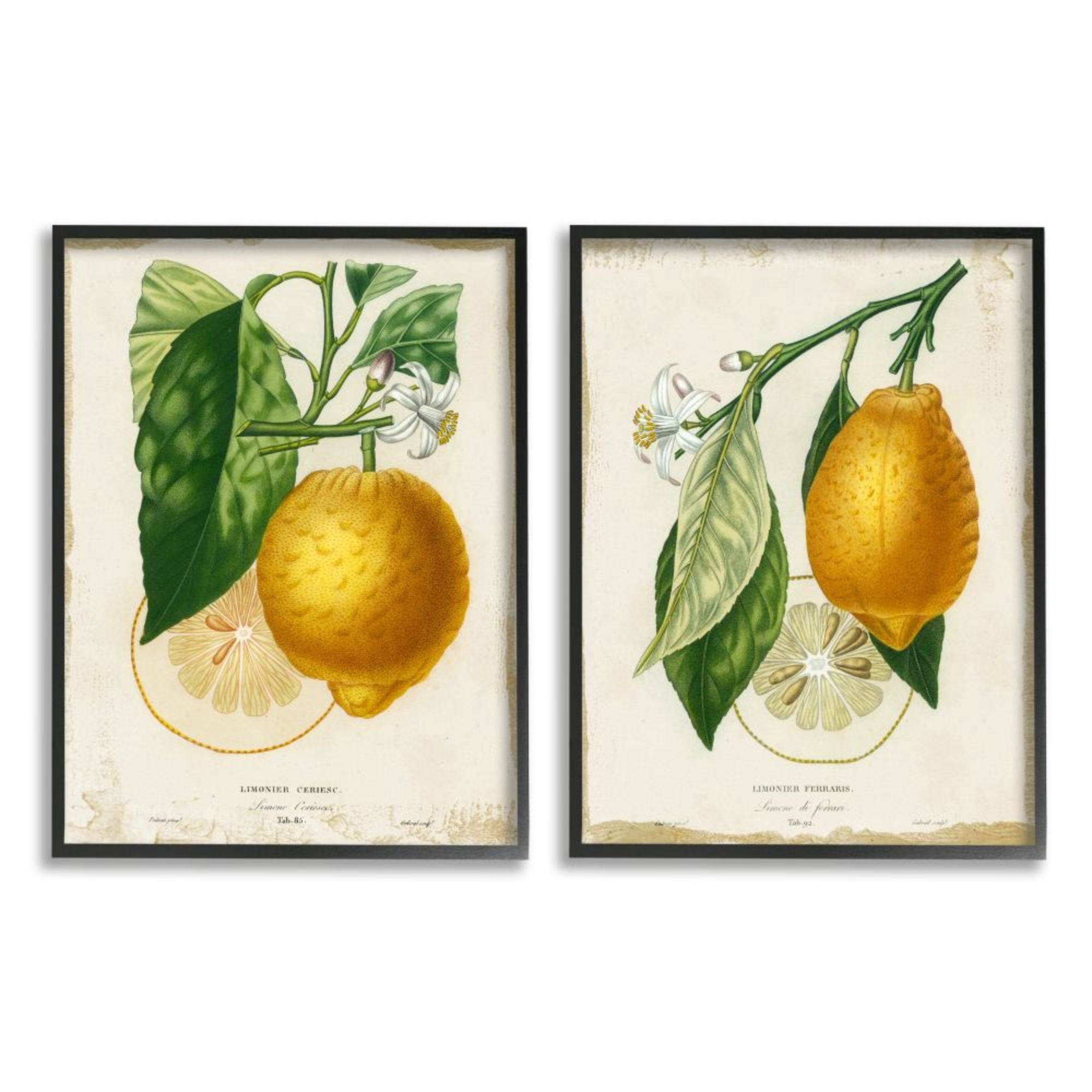 Stupell Industries Floral Lemon Branch with French Script Design by Studio W, 2 Piece, 11" x 14", Black Framed