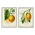 thumbnail image 1 of Stupell Industries Floral Lemon Branch with French Script Design by Studio W, 2 Piece, 11" x 14", Gray Framed, 1 of 1