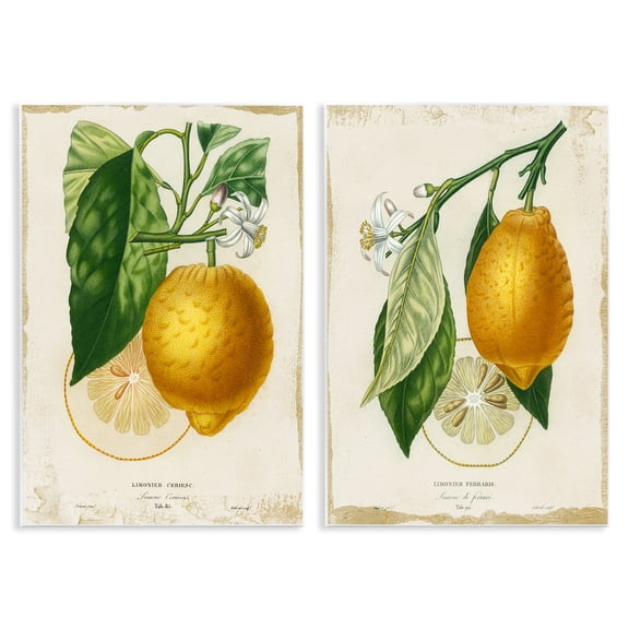 Stupell Industries Farmhouse Floral Lemon Branch with French Script 2pc Wall Plaque Art Set, 10 x 15 each, by Studio W