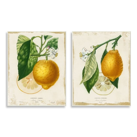 Stupell Industries Floral Lemon Branch with French Script Design by Studio W