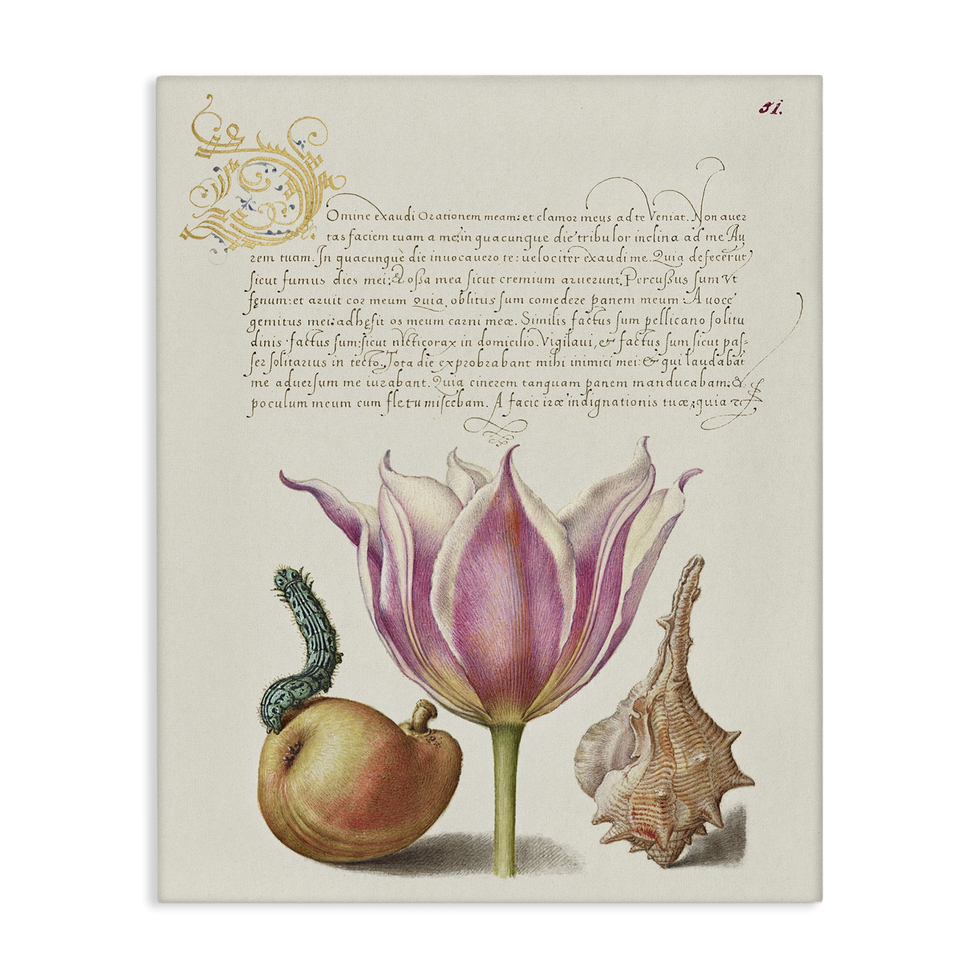 Stupell Industries Flower & Bug Study Page Text & Numbers Painting Wrapped Canvas Art Print Wall Art, 16 x 20