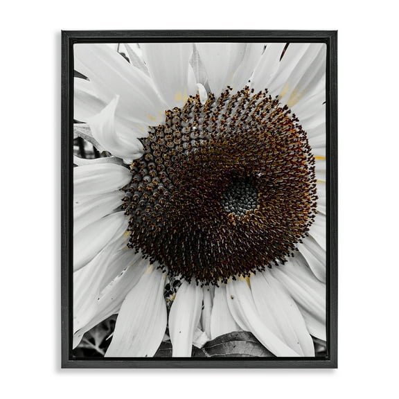 Stupell Industries Flower Pure White Petals Plants & Flowers Photography Black Floater Framed Canvas Art Print Wall Art, 17 x 21