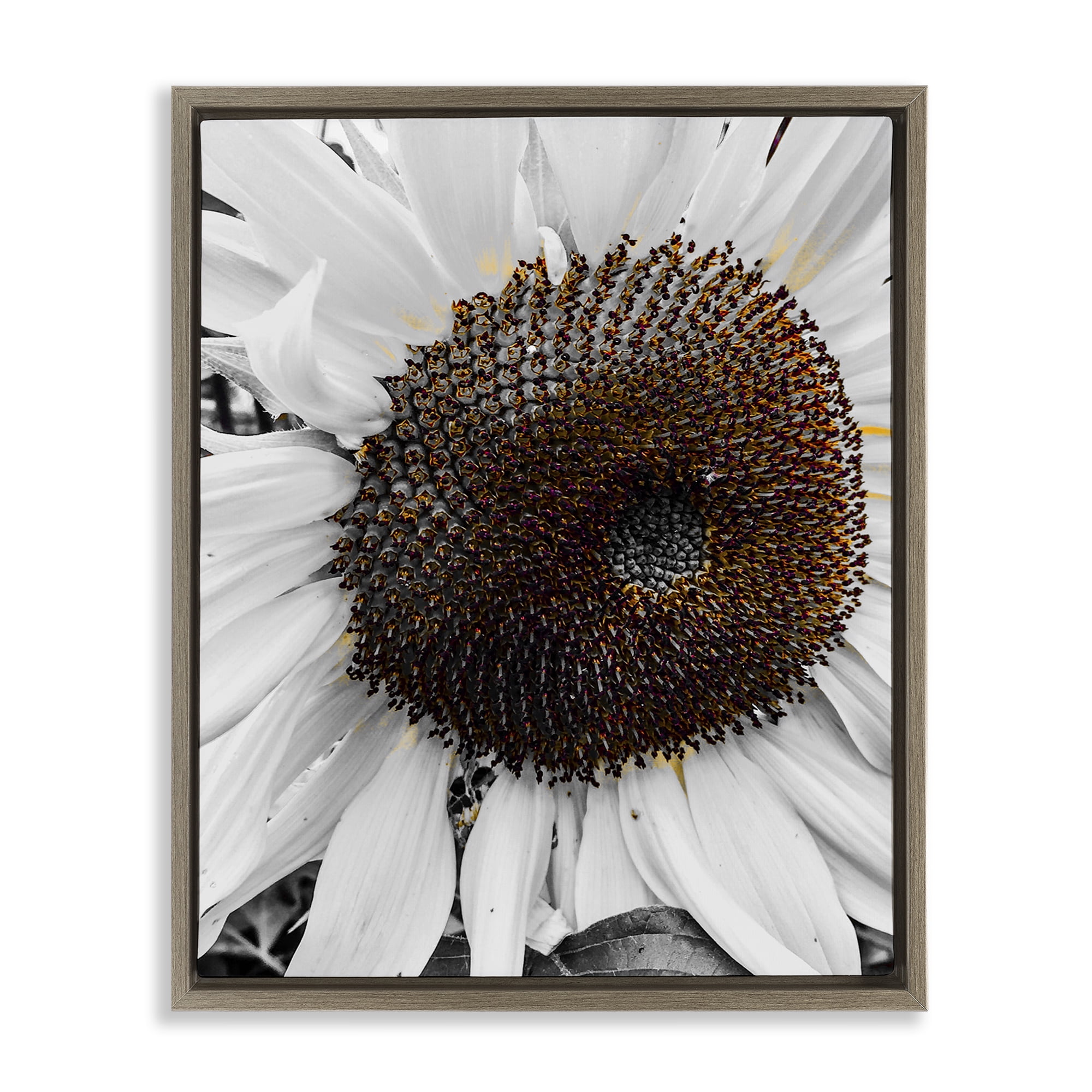 Stupell Industries Flower Pure White Petals Plants & Flowers Photography Brown Floater Framed Canvas Art Print Wall Art, 25 x 31