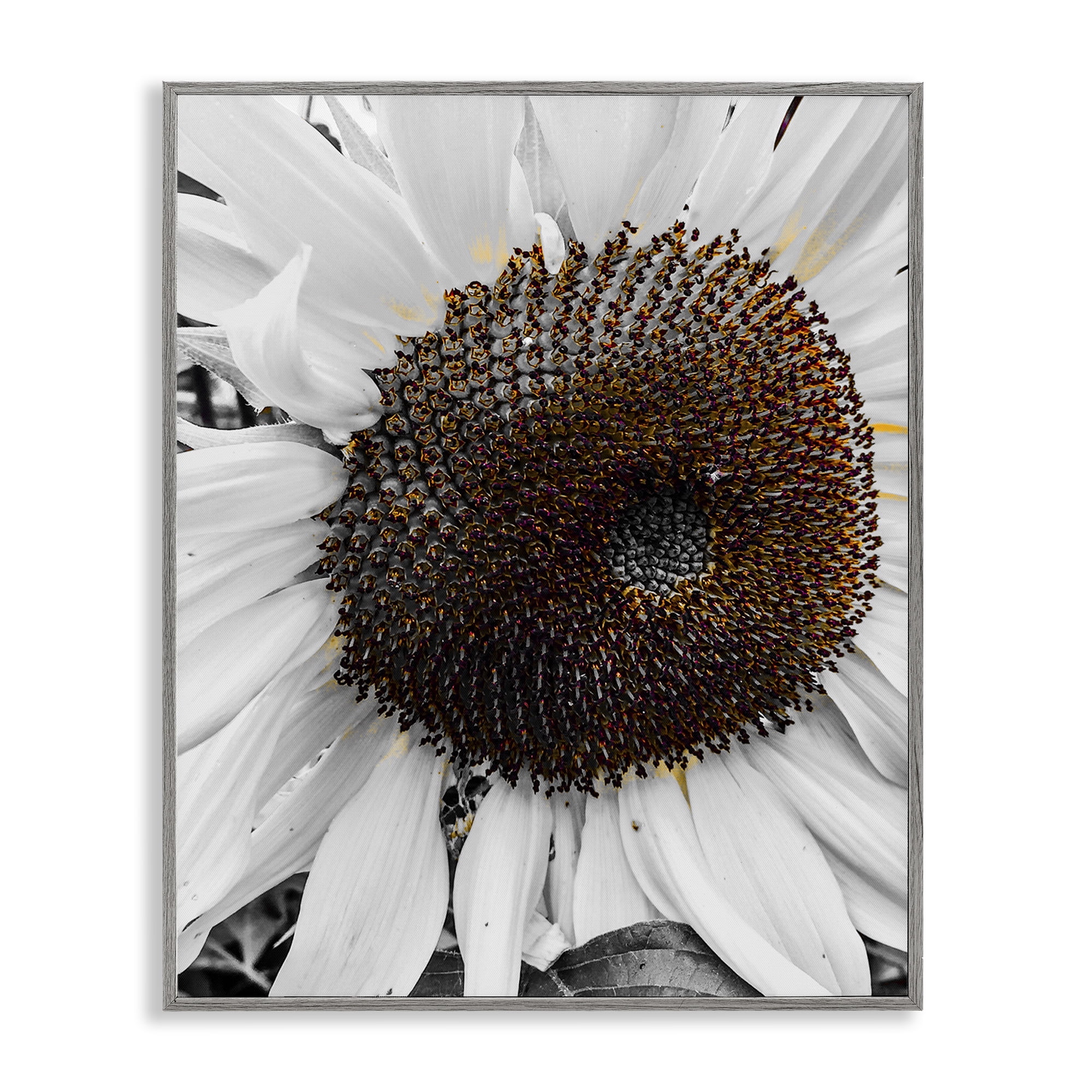 Stupell Industries Flower Pure White Petals Plants & Flowers Photography Gray Framed Art Print Wall Art, 24 x 30