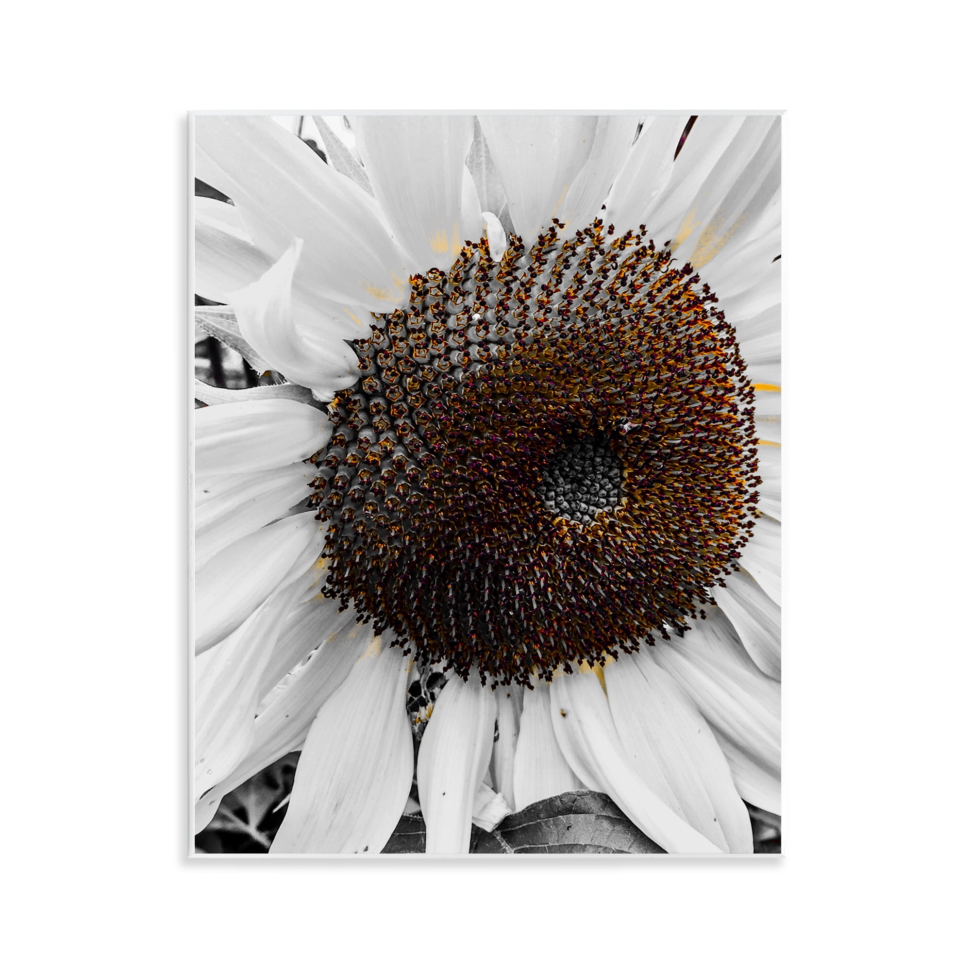 Stupell Industries Flower Pure White Petals Plants & Flowers Photography Unframed Art Print Wall Art, 11 x 14