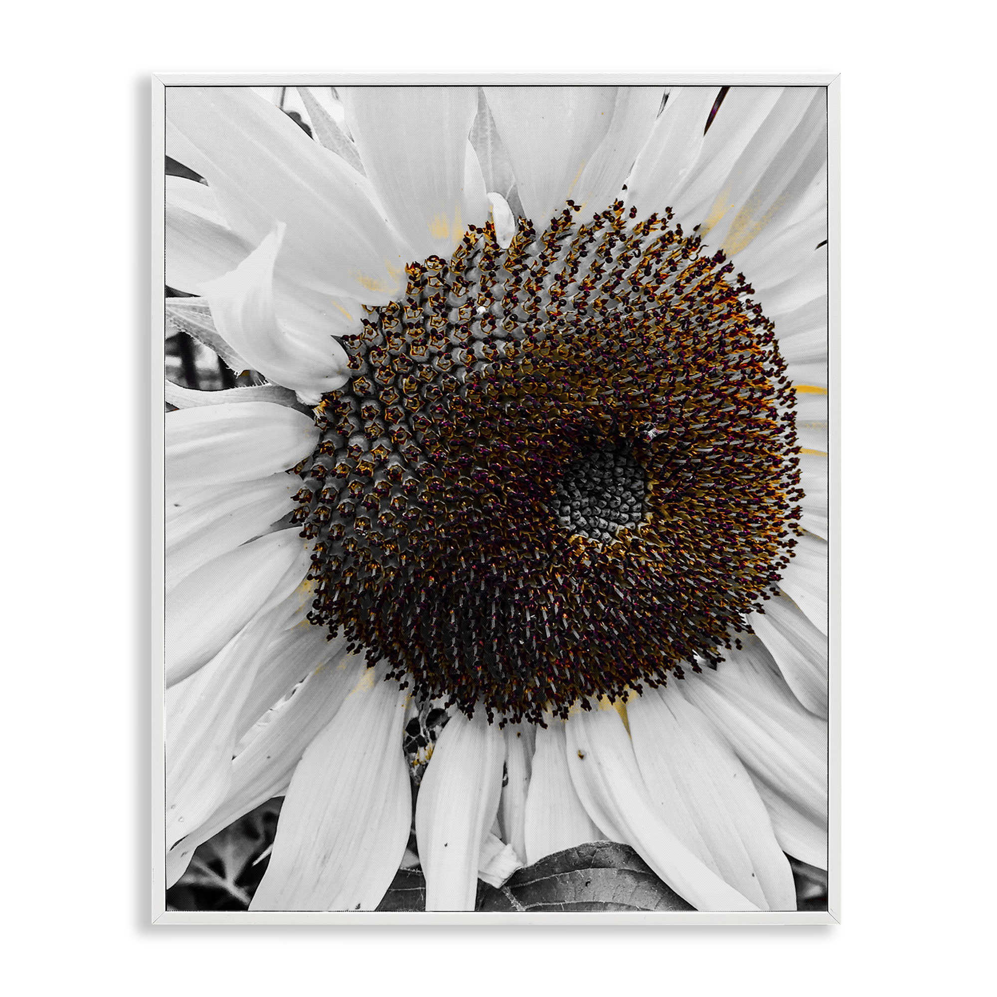 Stupell Industries Flower Pure White Petals Plants & Flowers Photography White Framed Art Print Wall Art, 24 x 30