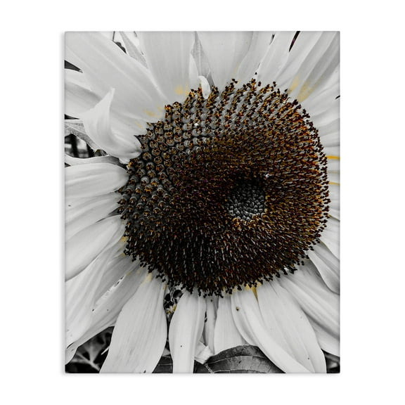 Stupell Industries Flower Pure White Petals Plants & Flowers Photography Wrapped Canvas Art Print Wall Art, 16 x 20