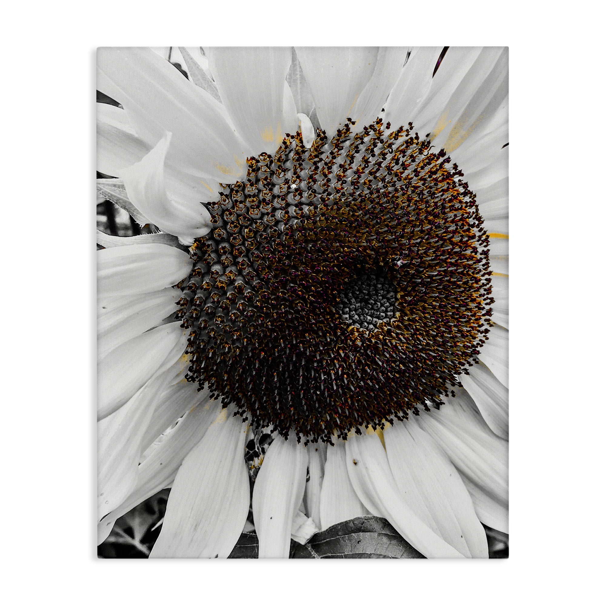 Stupell Industries Flower Pure White Petals Plants & Flowers Photography Wrapped Canvas Art Print Wall Art, 30 x 40