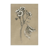Stupell Industries Flower Sprig Sketch Botanical & Floral Drawing Gallery Wrapped Canvas Art Print Wall Art, 16 x 24