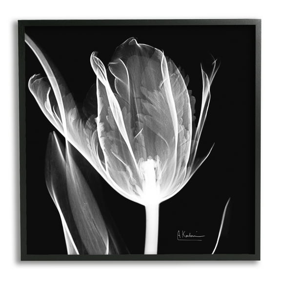 Stupell Industries Flower X-Ray on Black Botanical & Floral Photography Black Framed Art Print Wall Art, 12 x 12