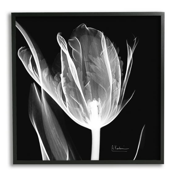 Stupell Industries Flower X-Ray on Black Botanical & Floral Photography Black Framed Art Print Wall Art, 24 x 24