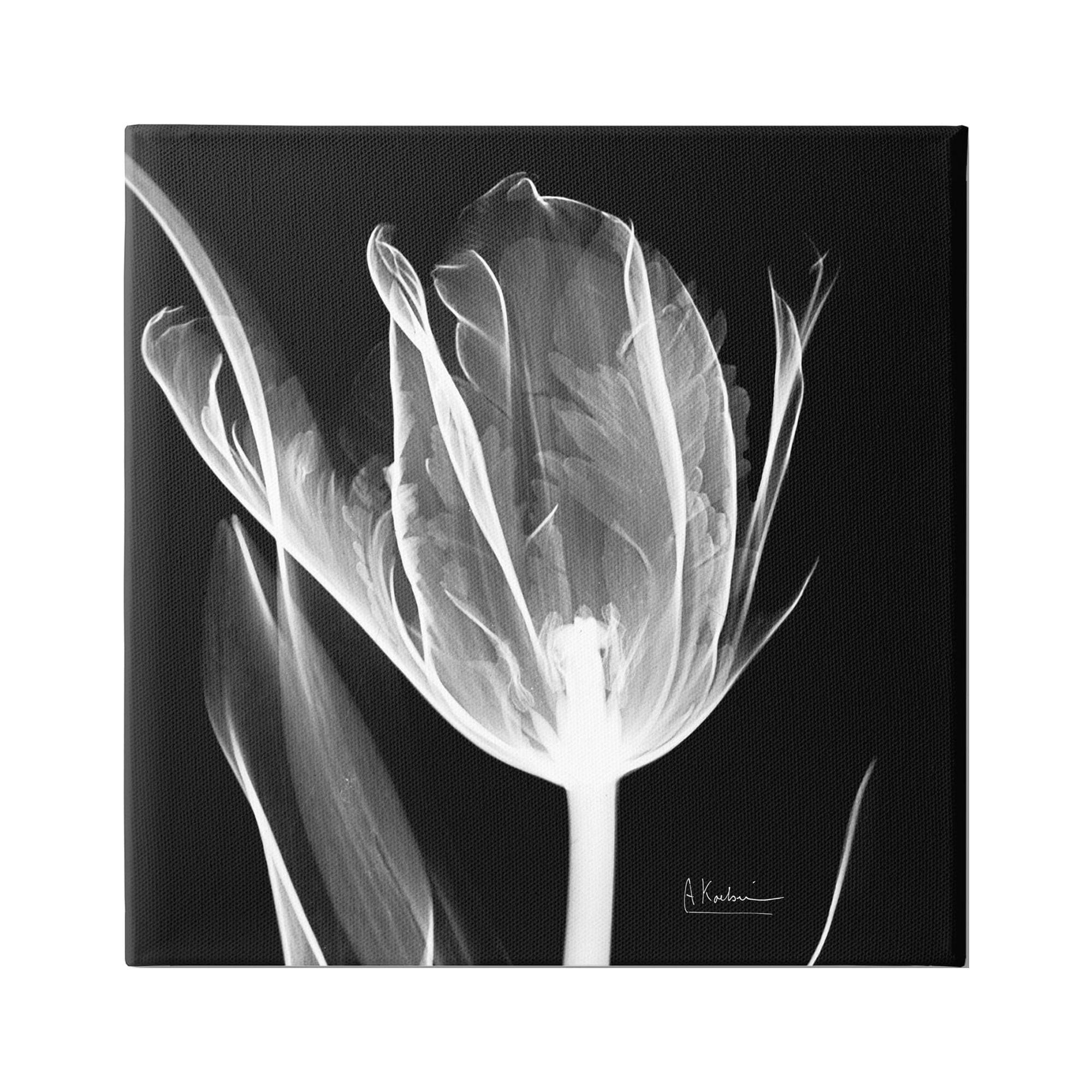 Stupell Industries Flower X-Ray on Black Botanical & Floral Photography Gallery Wrapped Canvas Print Wall Art, 30 x 30