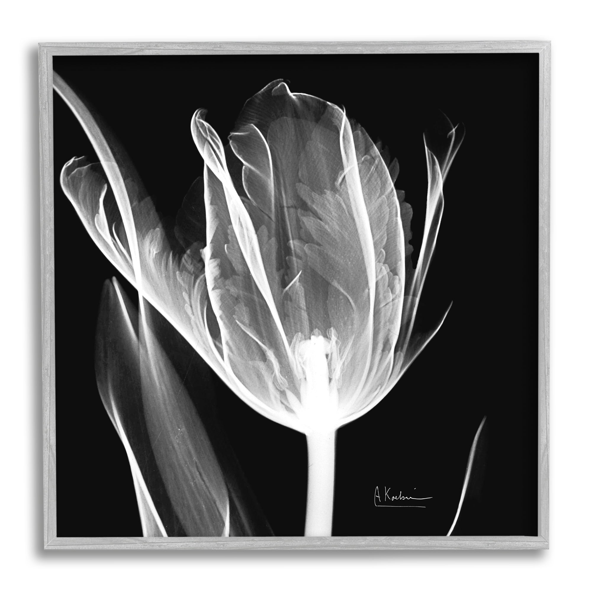 Stupell Industries Flower X-Ray on Black Botanical & Floral Photography Gray Framed Art Print Wall Art, 17 x 17