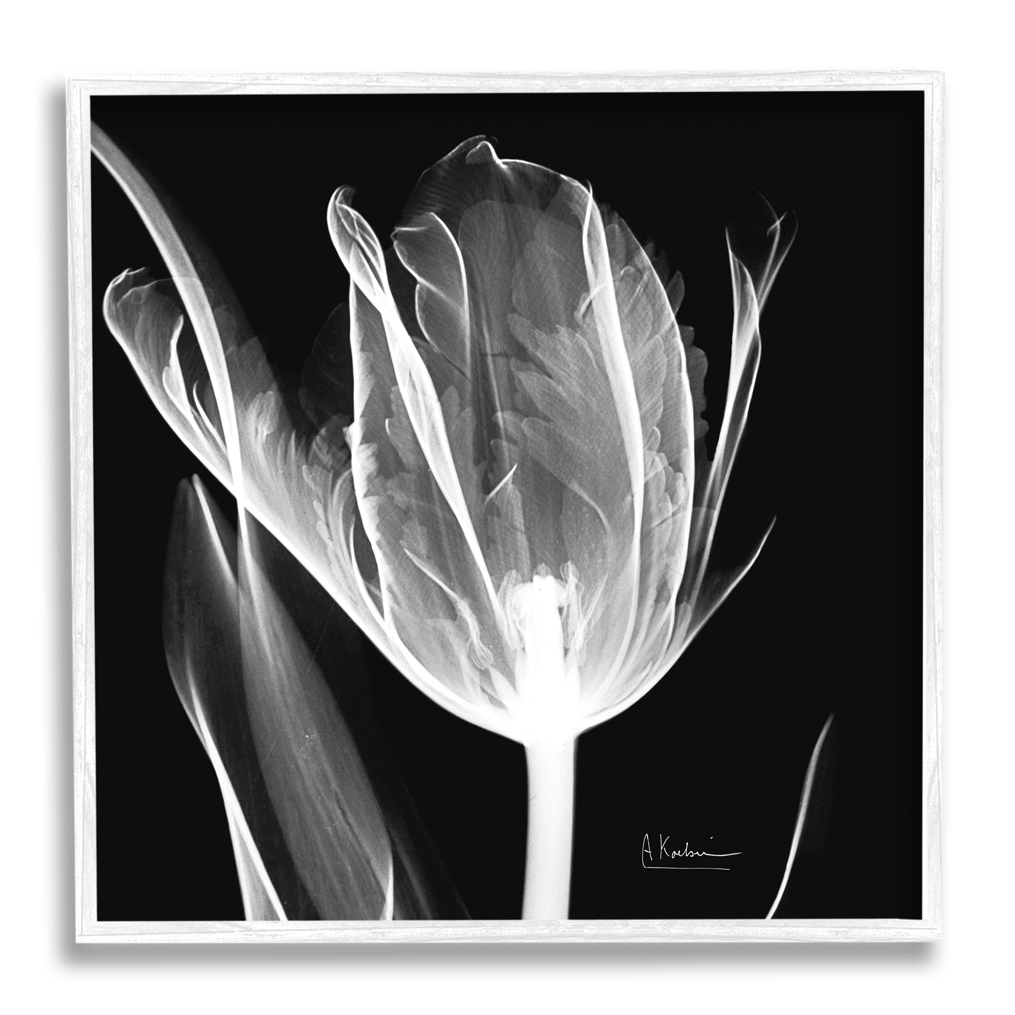 Stupell Industries Flower X-Ray on Black Botanical & Floral Photography White Framed Art Print Wall Art, 24 x 24