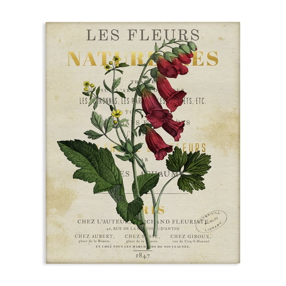 Stupell Industries Flower over Aged French Page Floral Painting Wrapped Canvas Canvas Art Print Wall Art, 24 x 30