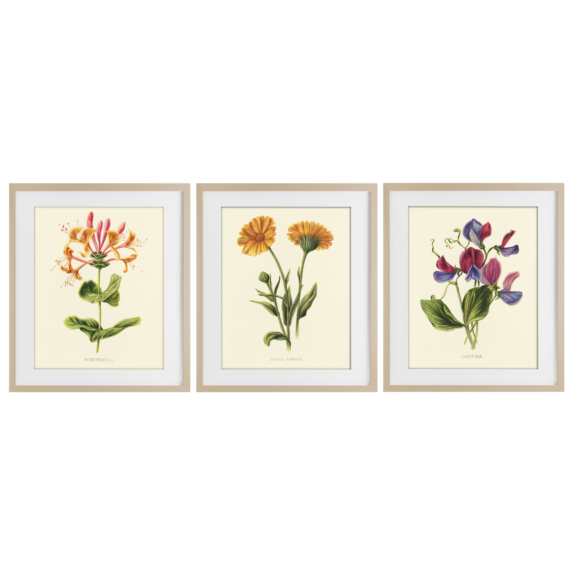 Stupell Industries Flowering Plants Vintage Illustration 3 Piece Birch Framed Print Under Glass Set, design by Connie Resch