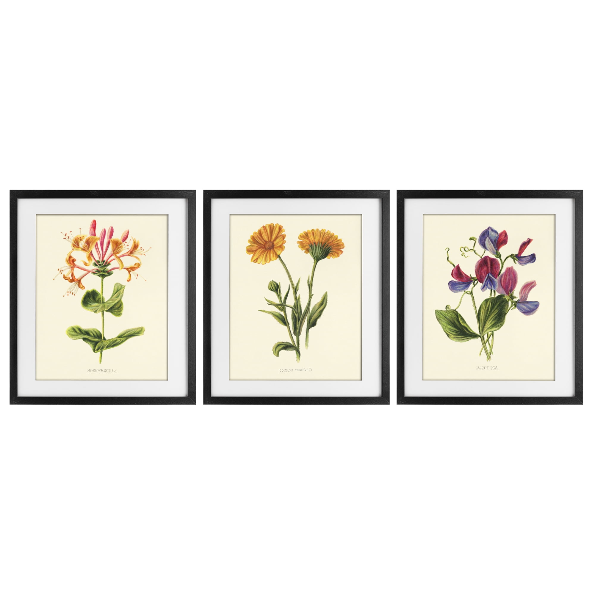 Stupell Industries Flowering Plants Vintage Illustration 3 Piece Black Framed Print Under Glass Set, design by Connie Resch
