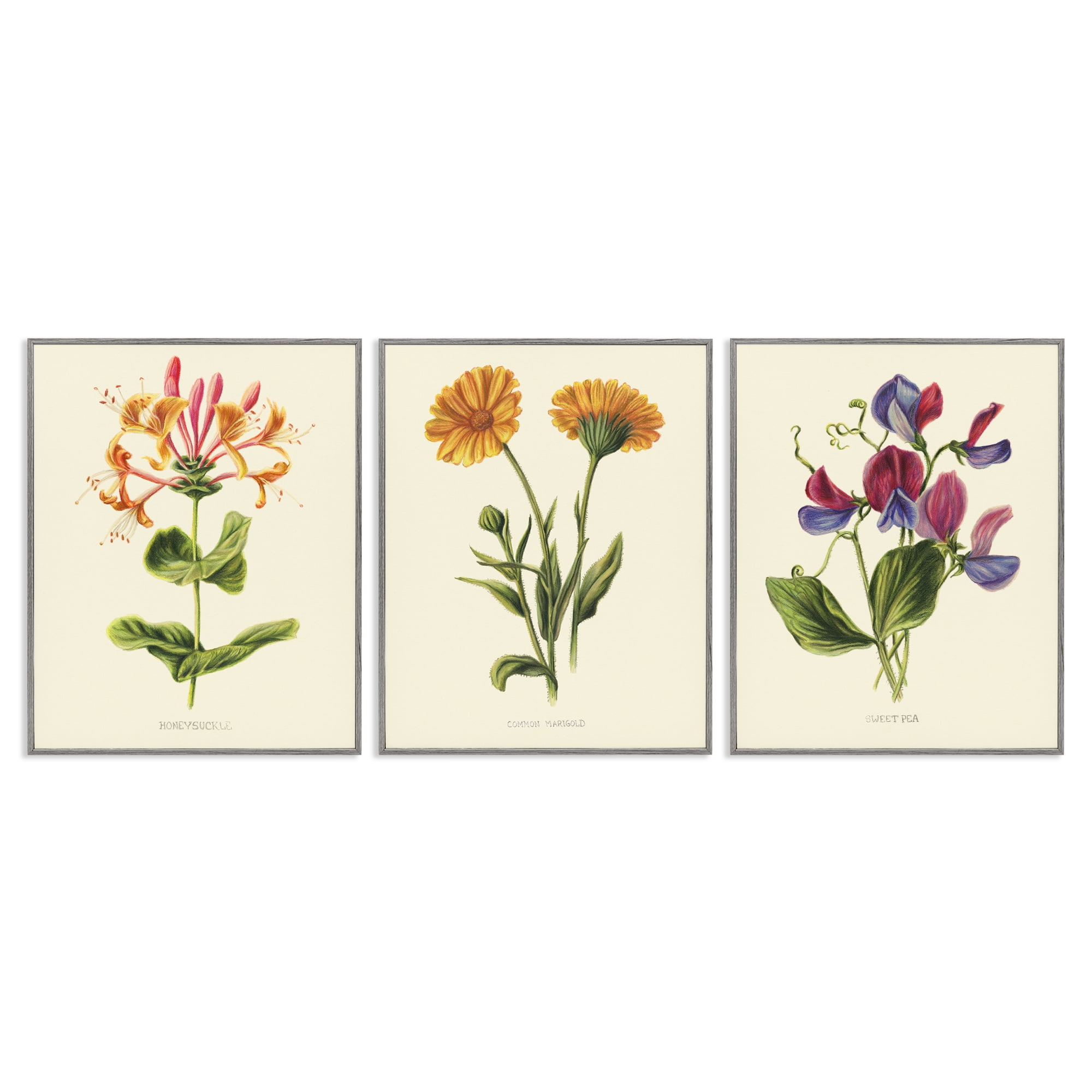 Stupell Industries Flowering Plants Vintage Illustration 3 Piece Gray Framed Giclee Art Set, design by Connie Resch
