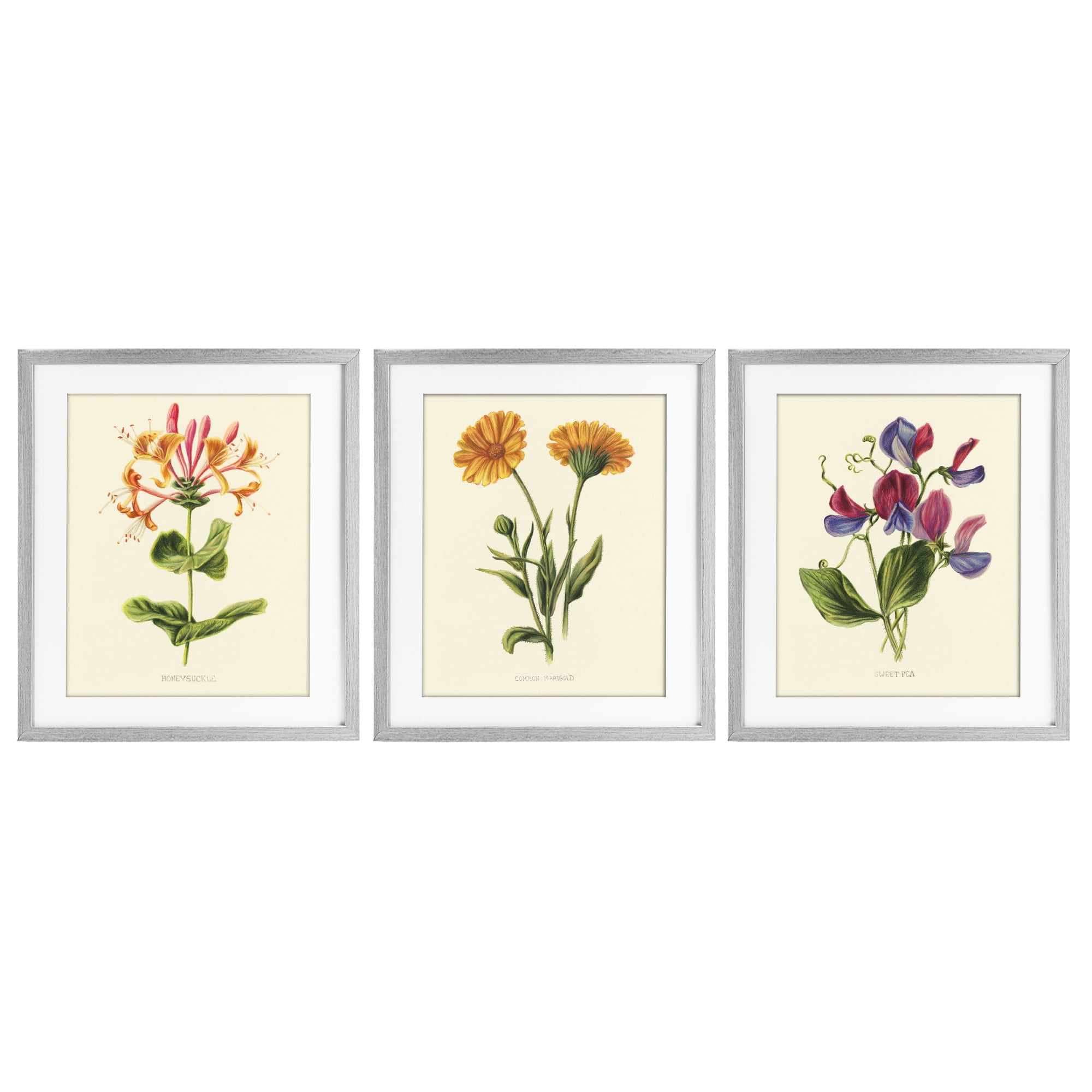 Stupell Industries Flowering Plants Vintage Illustration 3 Piece Gray Framed Print Under Glass Set, design by Connie Resch