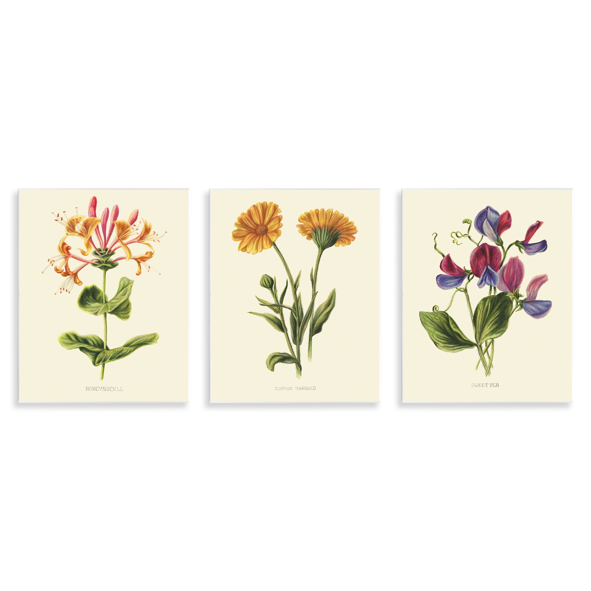 Stupell Industries Flowering Plants Vintage Illustration 3 Piece Wall Plaque Art Set, design by Connie Resch