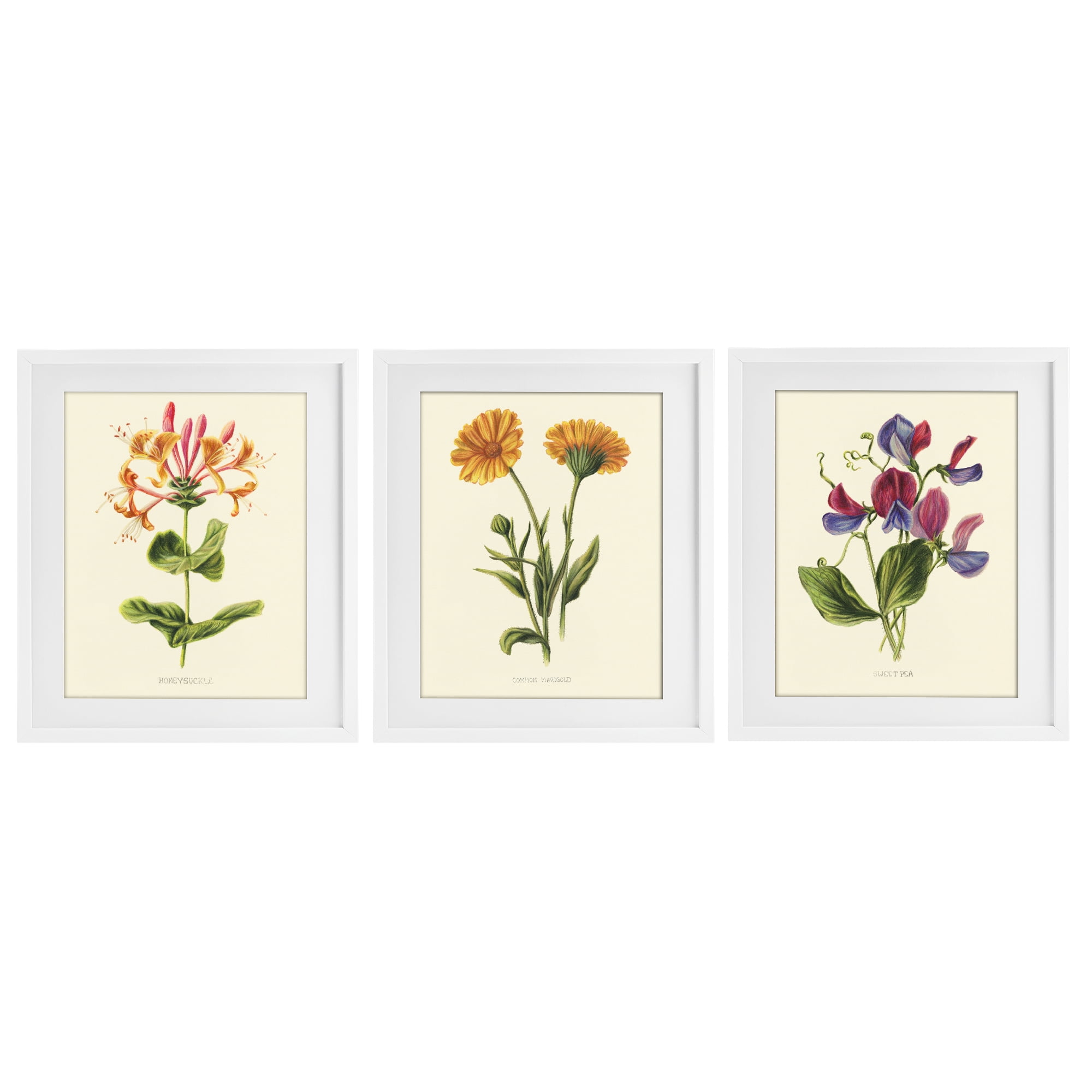 Stupell Industries Flowering Plants Vintage Illustration 3 Piece White Framed Print Under Glass Set, design by Connie Resch