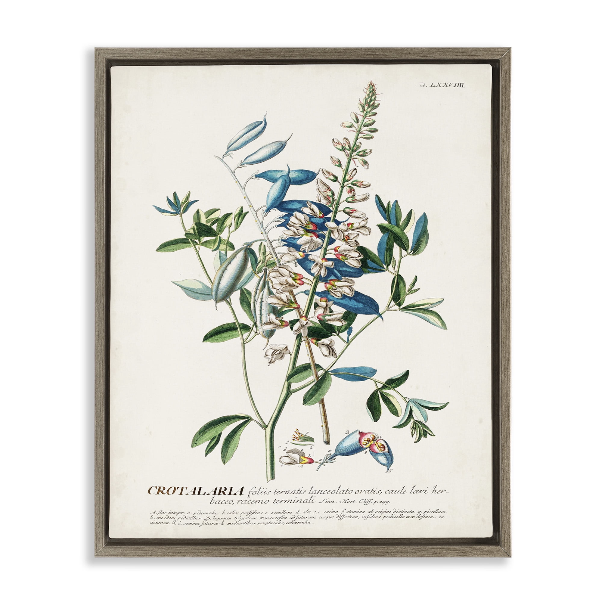 Stupell Industries Flowers And Leaves Vintage Design Botanical & Floral Drawing Brown Floater Framed Canvas Art Print Wall Art, 25 x 31