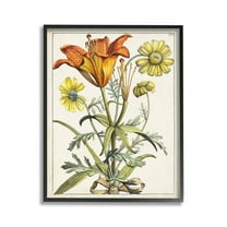 Stupell Industries Flowers Latin Study Botanical & Floral Painting Black Framed Art Print Wall Art, 11 x 14
