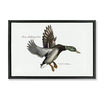Stupell Industries Flying Mallard Duck Animals & Insects Painting Black Floater Framed Canvas Art Print Wall Art, 25 x 17
