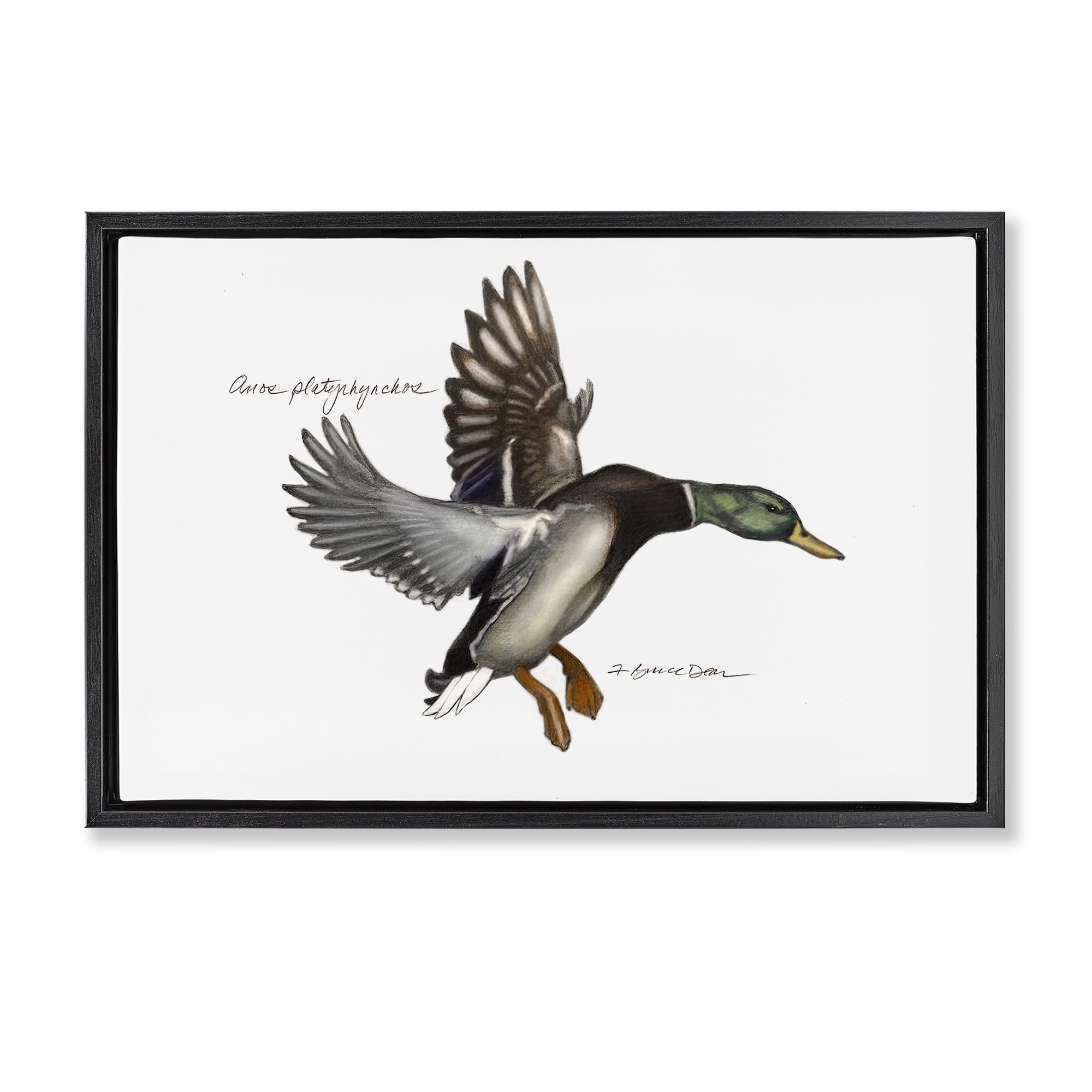 Stupell Industries Flying Mallard Duck Animals & Insects Painting Black Floater Framed Canvas Art Print Wall Art, 31 x 21