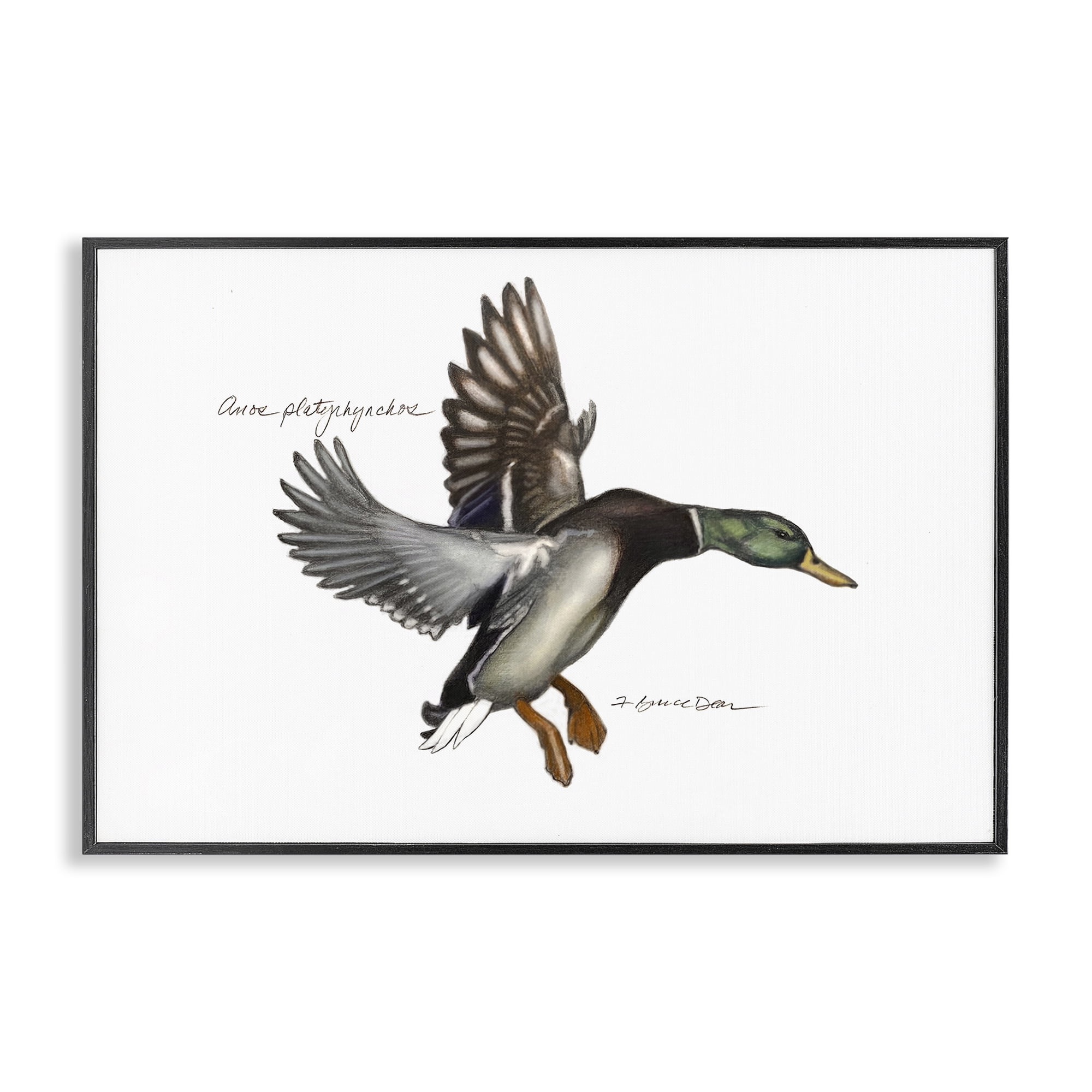 Stupell Industries Flying Mallard Duck Animals & Insects Painting Black Framed Art Print Wall Art, 30 x 20