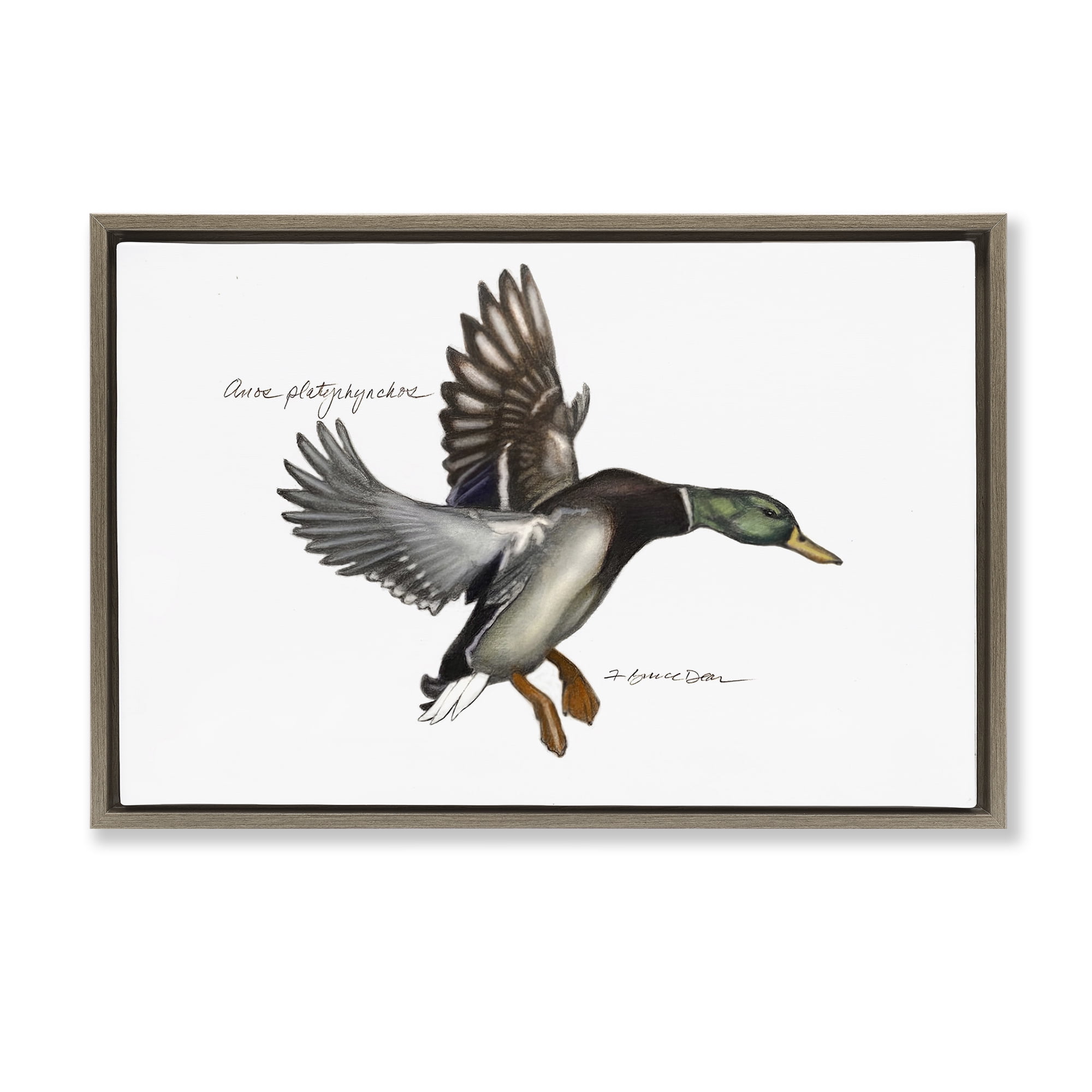 Stupell Industries Flying Mallard Duck Animals & Insects Painting Brown Floater Framed Canvas Art Print Wall Art, 25 x 17