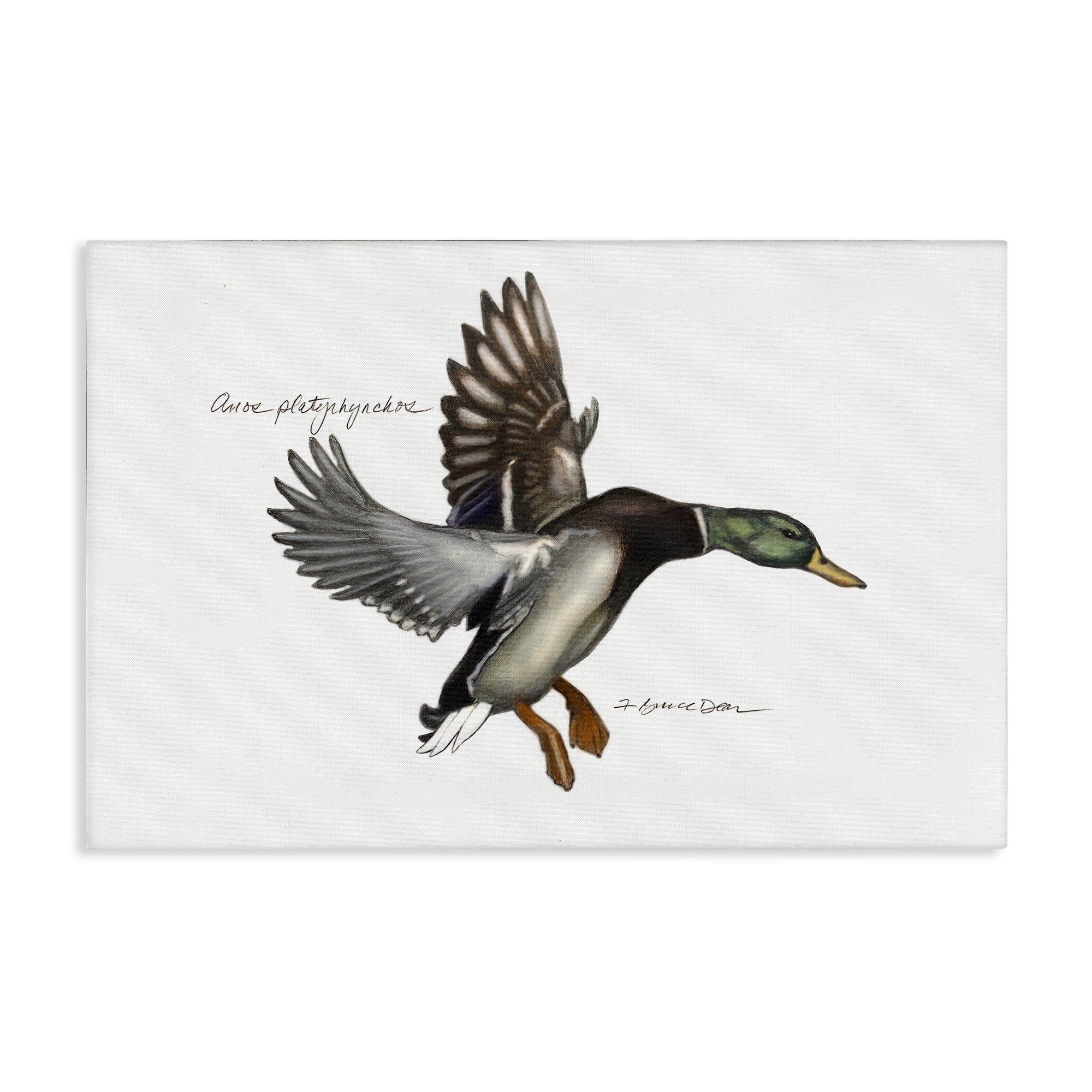 Stupell Industries Flying Mallard Duck Animals & Insects Painting Gallery Wrapped Canvas Art Print Wall Art, 30 x 20