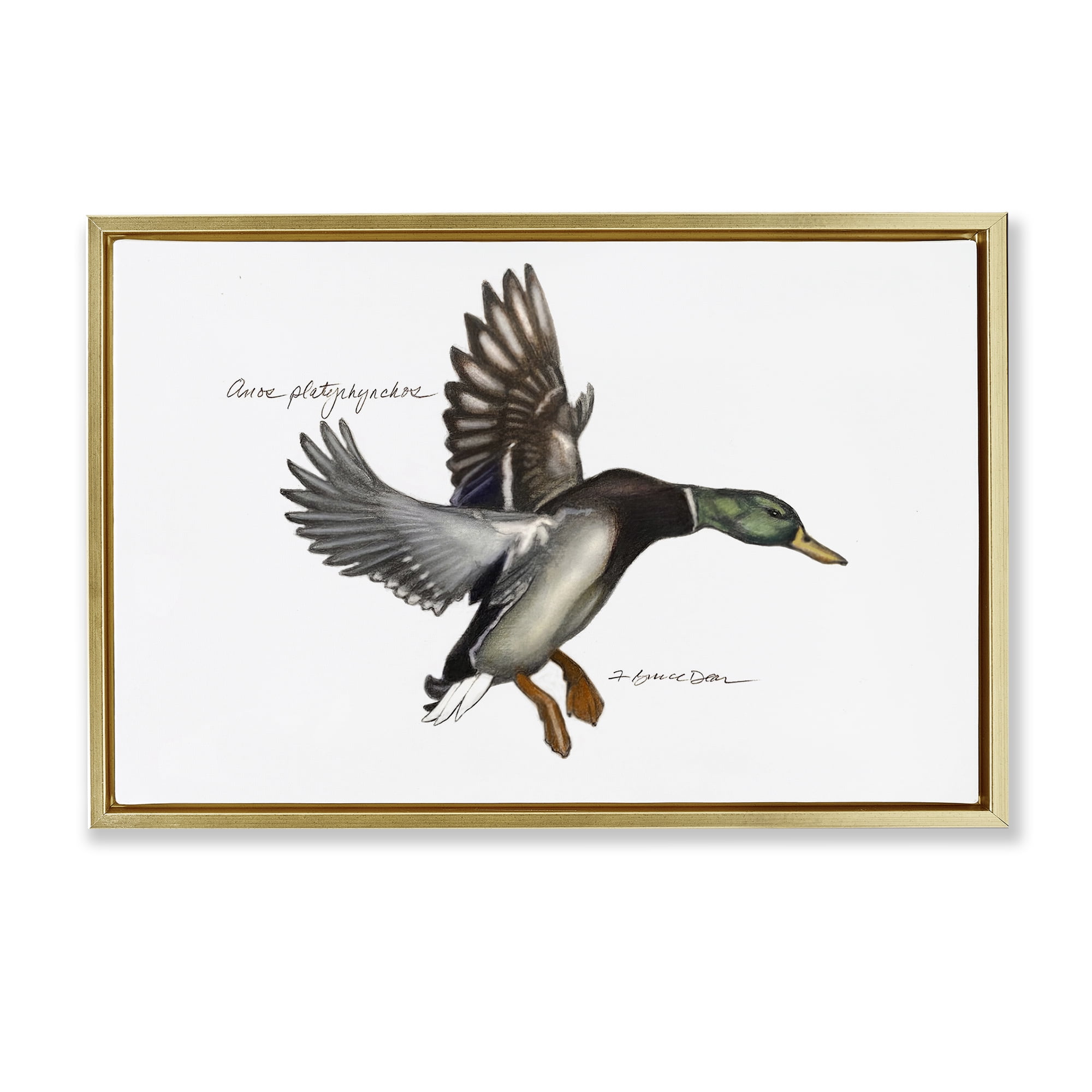 Stupell Industries Flying Mallard Duck Animals & Insects Painting Gold Floater Framed Canvas Art Print Wall Art, 25 x 17