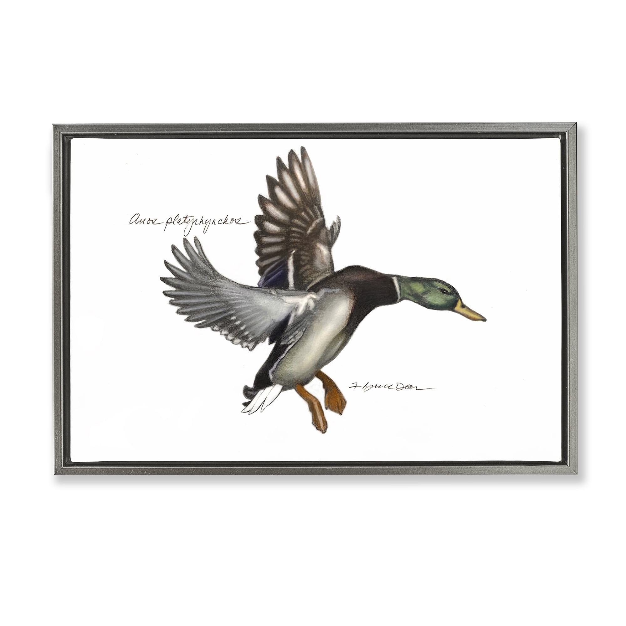 Stupell Industries Flying Mallard Duck Animals & Insects Painting Gray Floater Framed Canvas Art Print Wall Art, 31 x 21