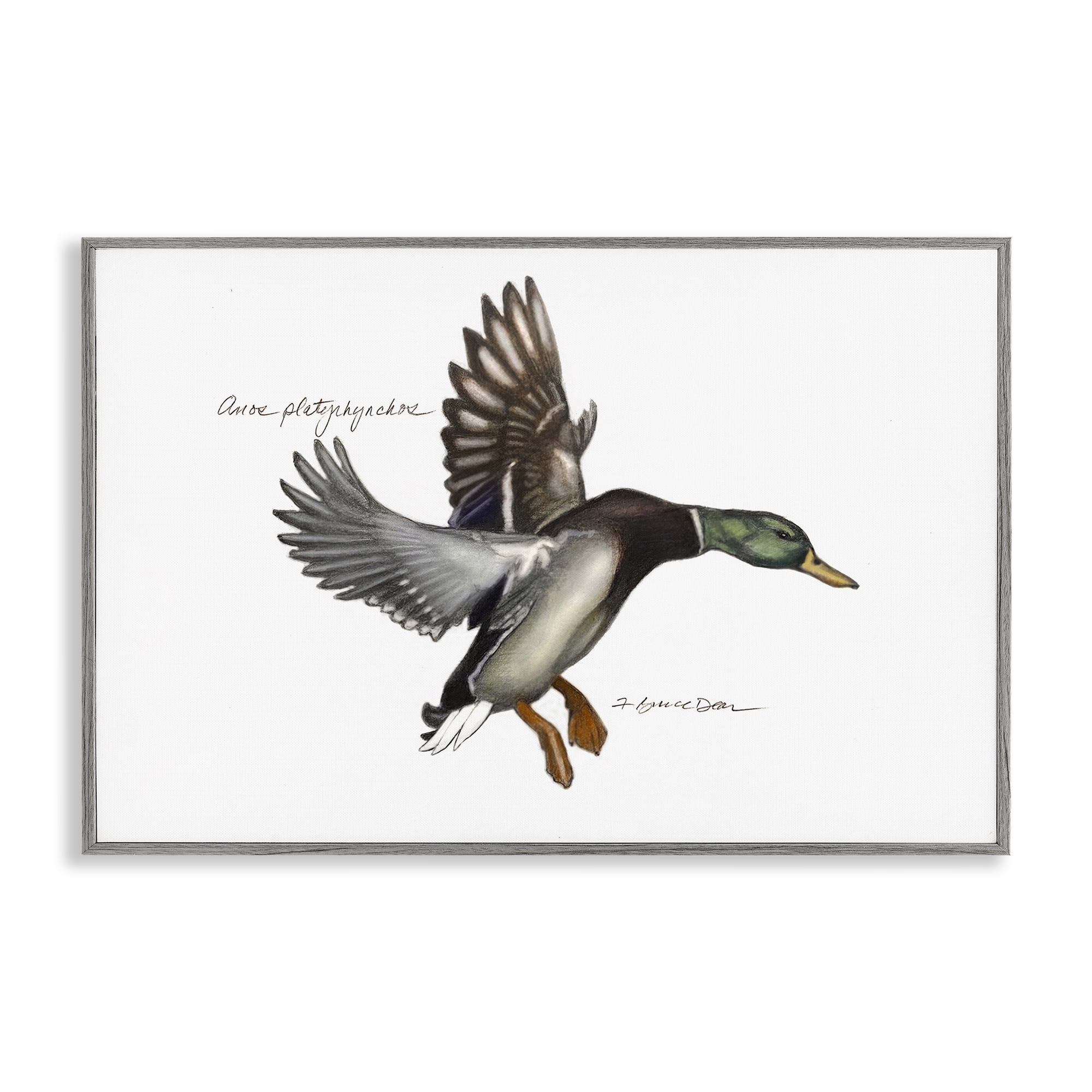 Stupell Industries Flying Mallard Duck Animals & Insects Painting Gray Framed Art Print Wall Art, 18 x 12