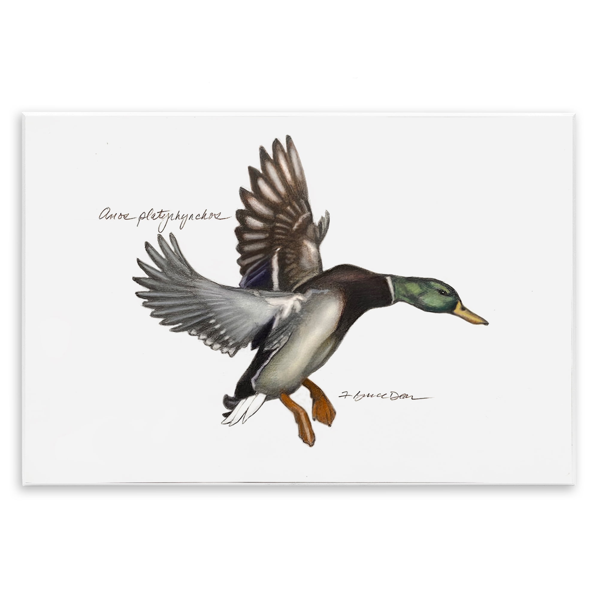 Stupell Industries Flying Mallard Duck Animals & Insects Painting Unframed Art Print Wall Art, 15 x 10